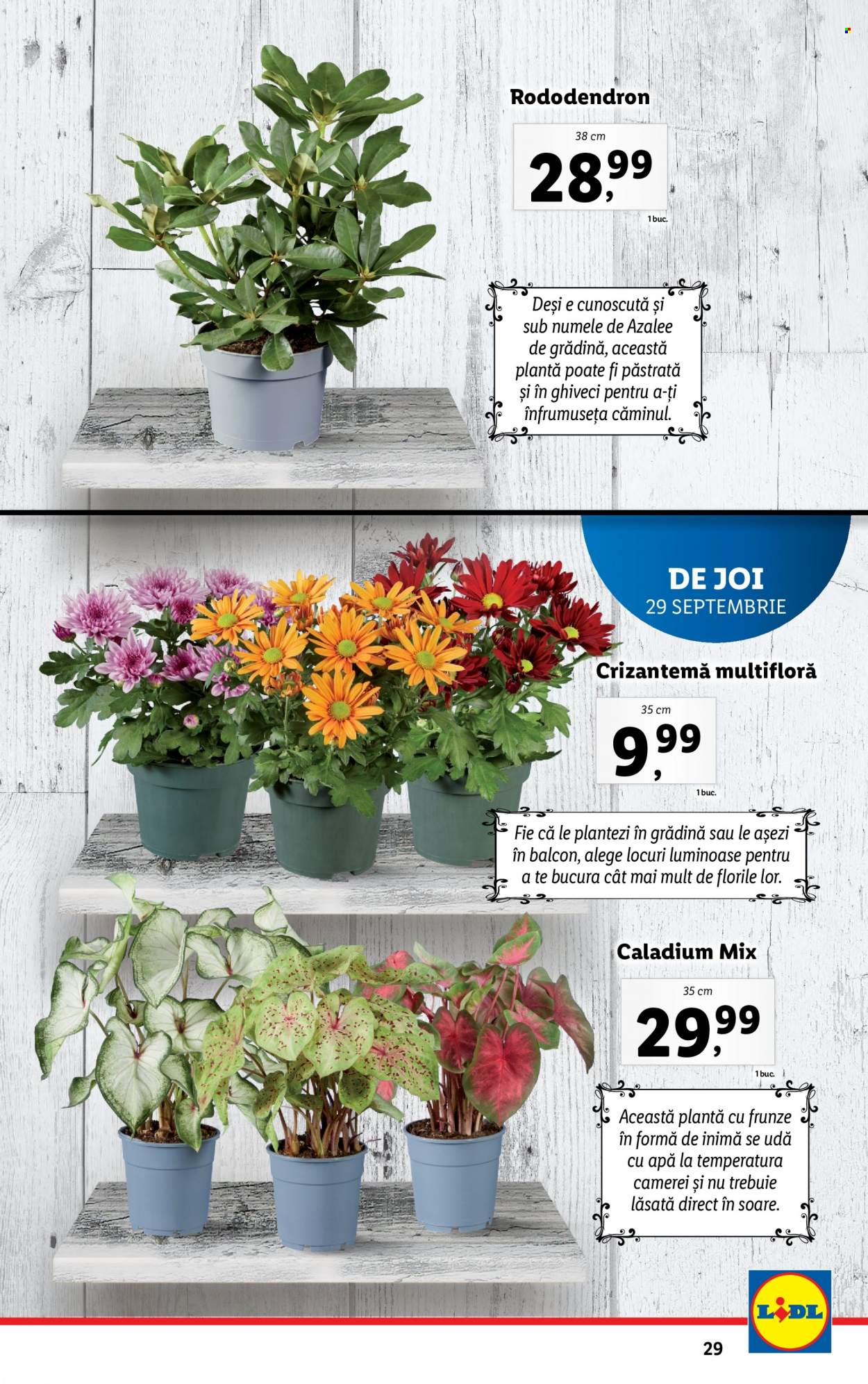 Catalog Lidl - 26.09.2022 - 02.10.2022. Pagina 29