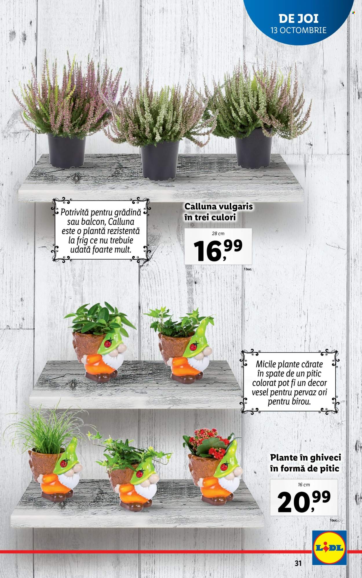 Catalog Lidl - 10.10.2022 - 16.10.2022. Pagina 31