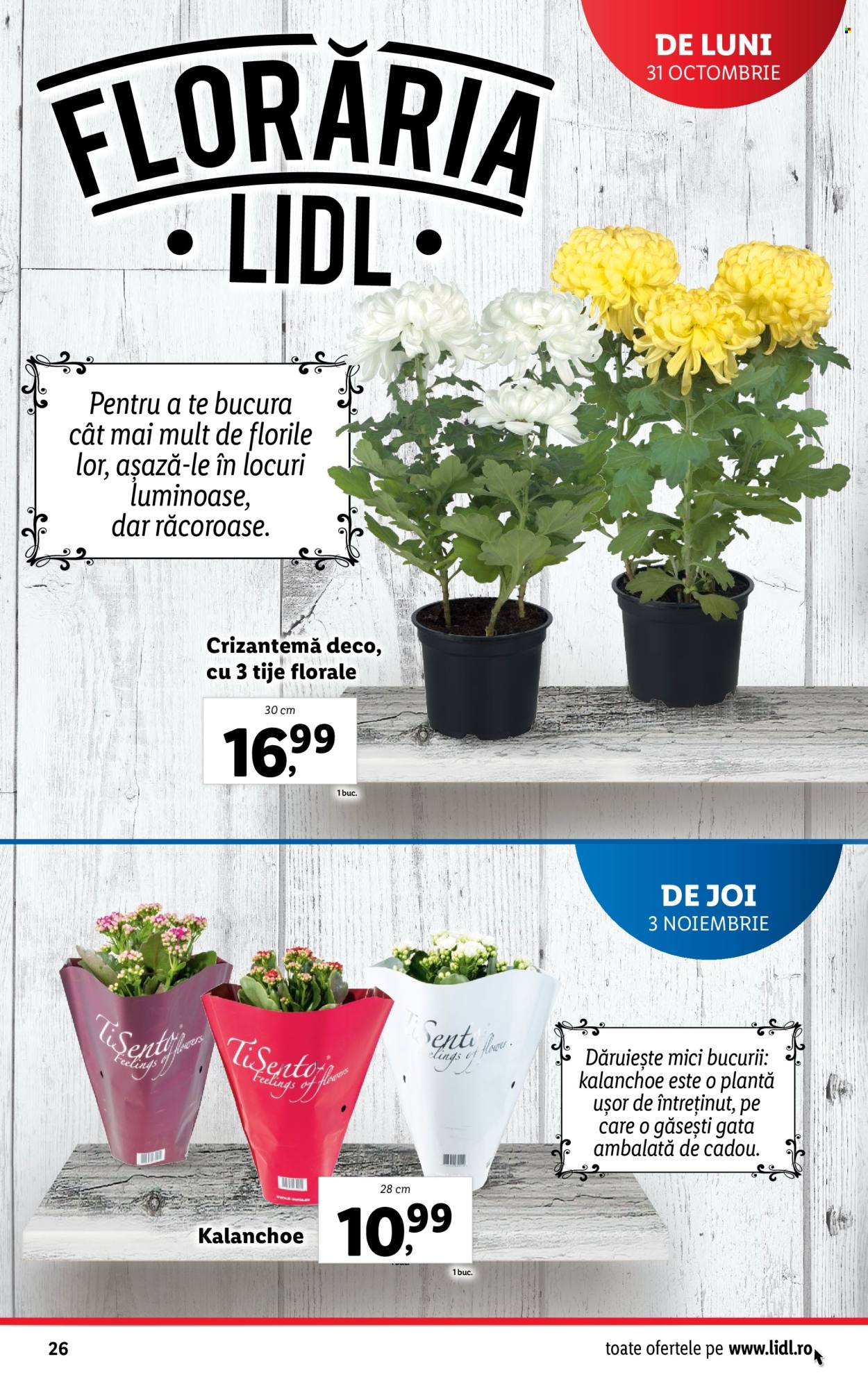 Catalog Lidl - 31.10.2022 - 06.11.2022. Pagina 26
