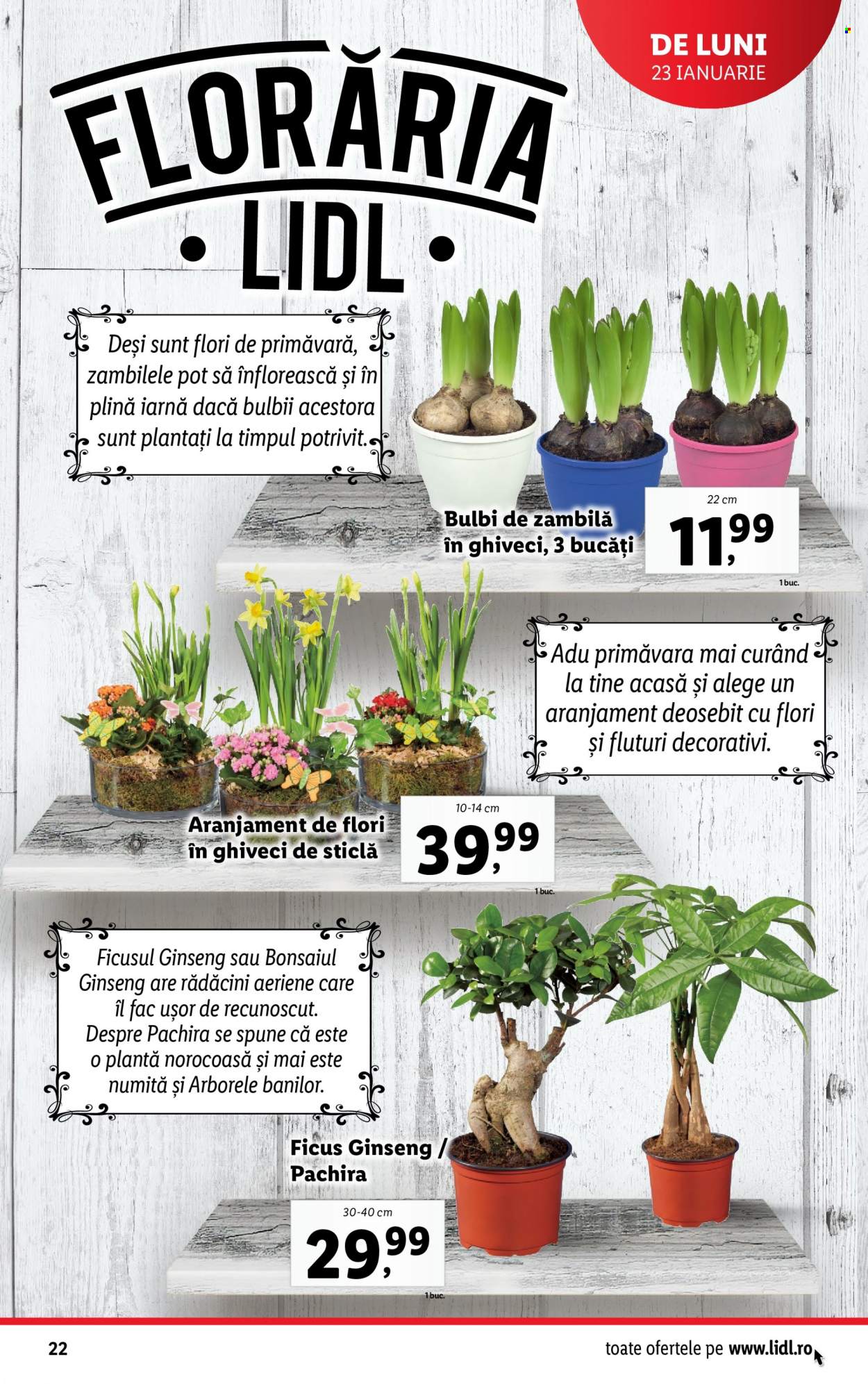 Catalog Lidl - 23.01.2023 - 29.01.2023. Pagina 22