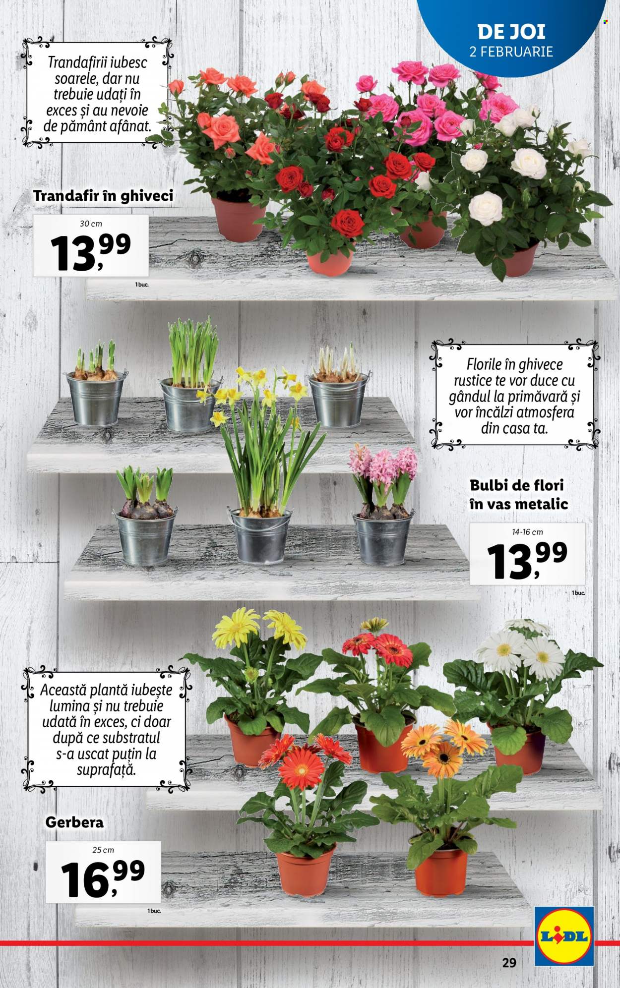 Catalog Lidl - 30.01.2023 - 05.02.2023. Pagina 29