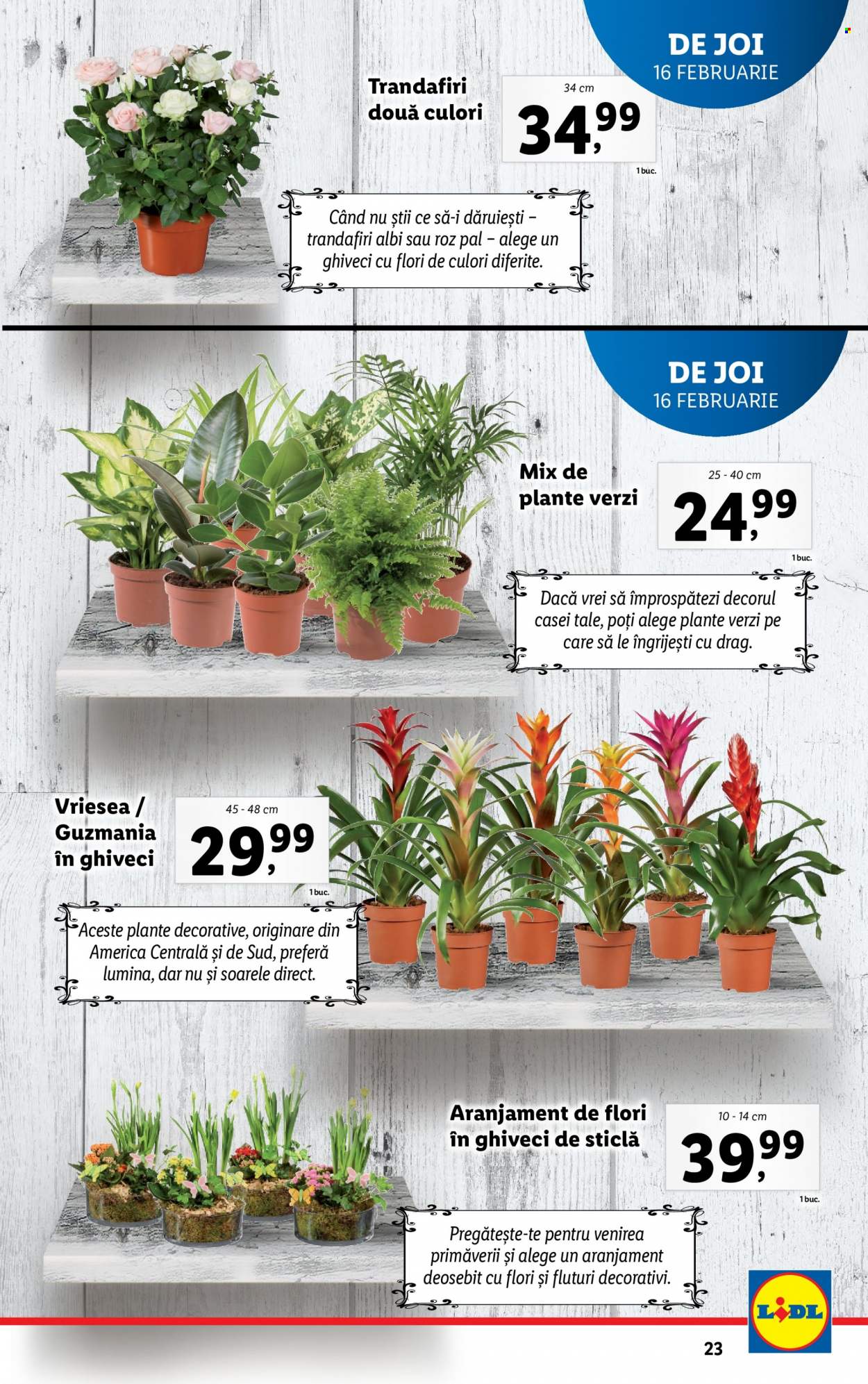 Catalog Lidl - 13.02.2023 - 19.02.2023. Pagina 23