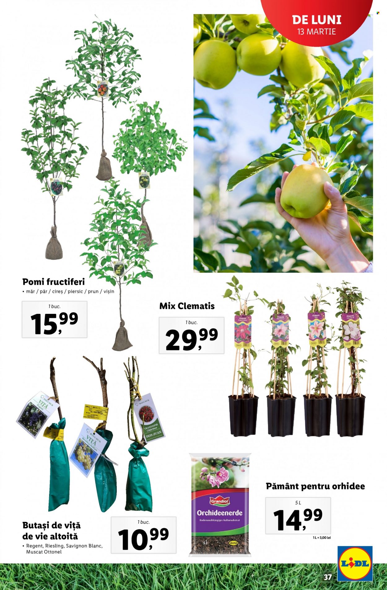 Catalog Lidl. Pagina 37