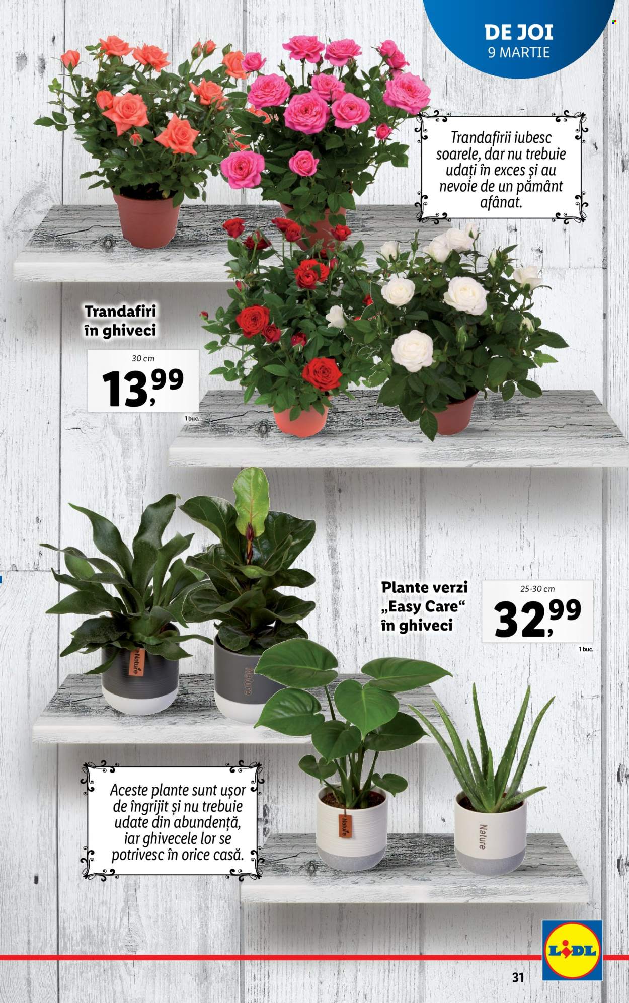 Catalog Lidl - 06.03.2023 - 12.03.2023. Pagina 31