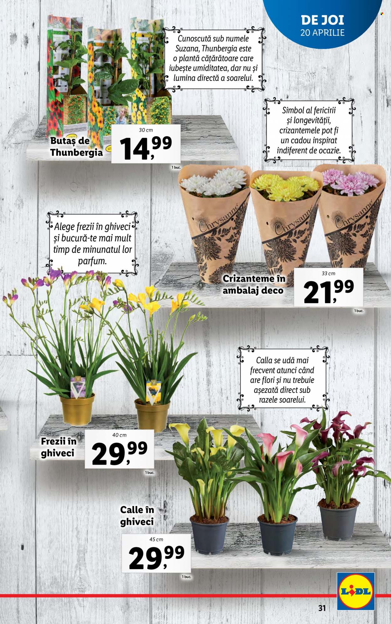 Catalog Lidl - 18.04.2023 - 23.04.2023. Pagina 31