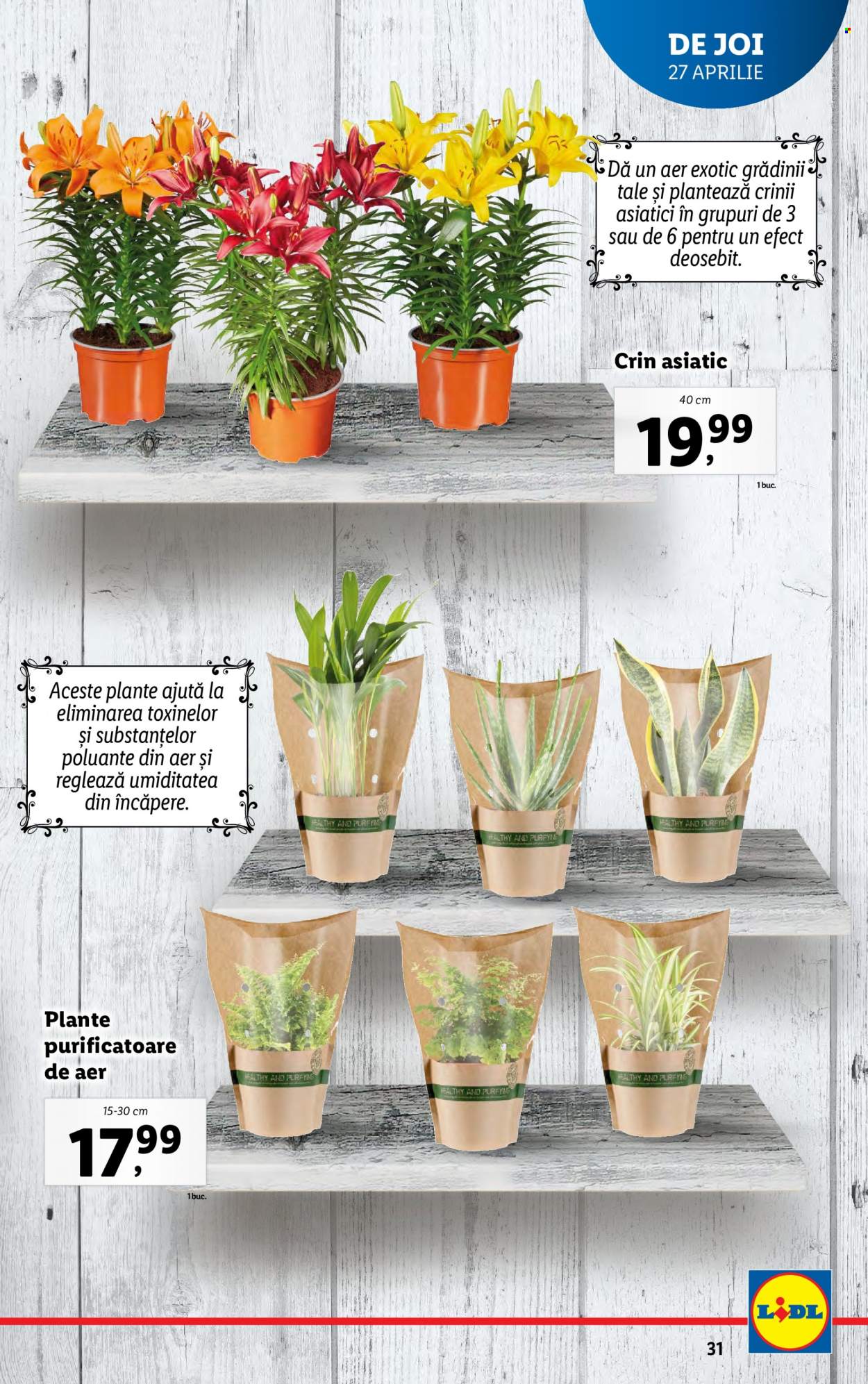 Catalog Lidl - 24.04.2023 - 30.04.2023. Pagina 31