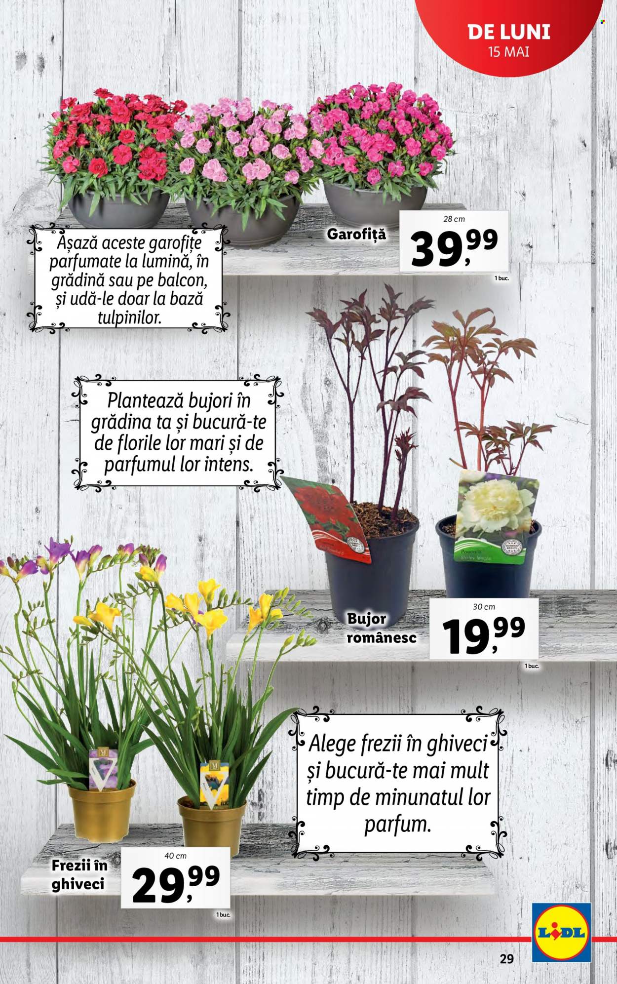 Catalog Lidl - 15.05.2023 - 21.05.2023. Pagina 29