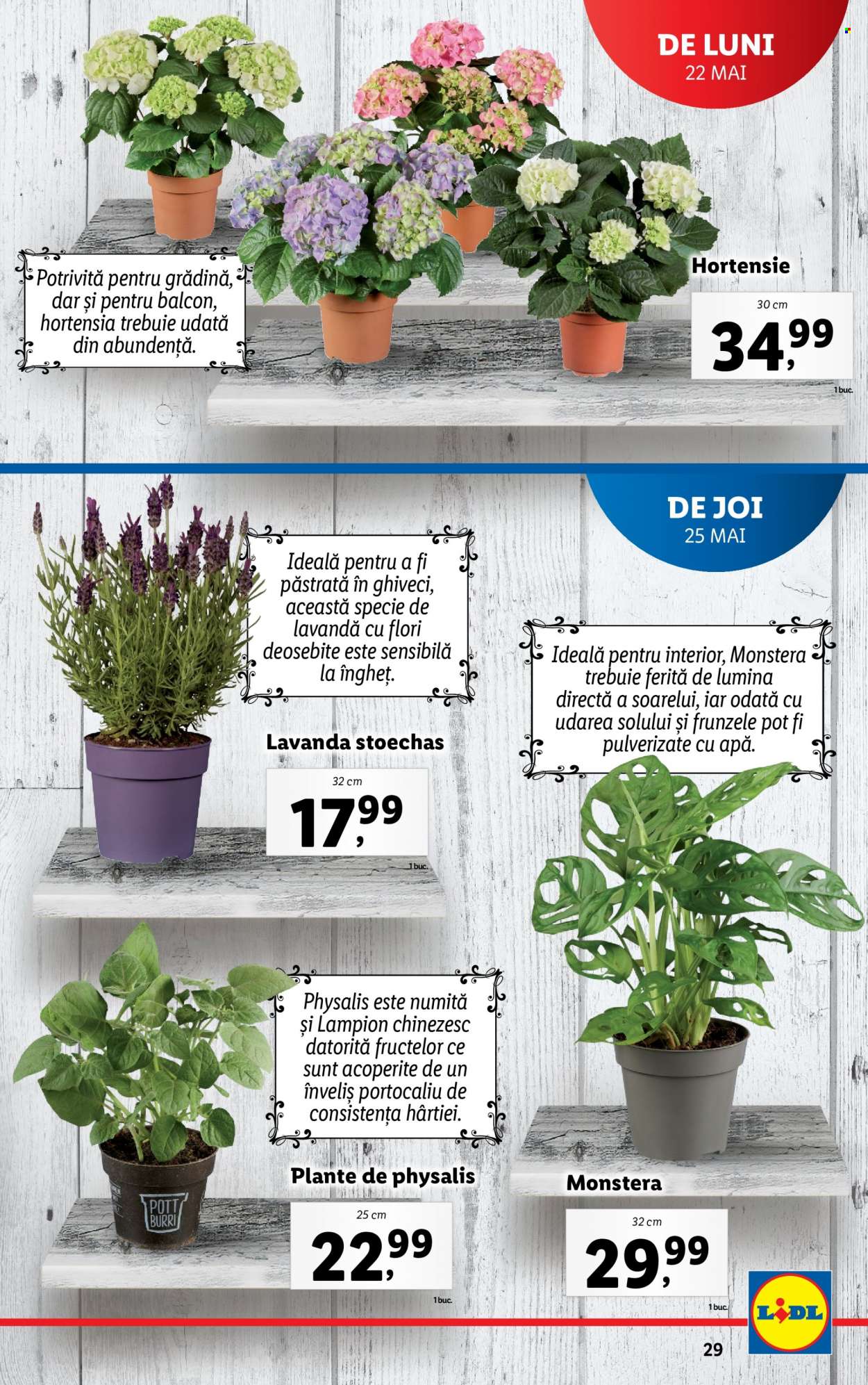 Catalog Lidl - 22.05.2023 - 28.05.2023. Pagina 29