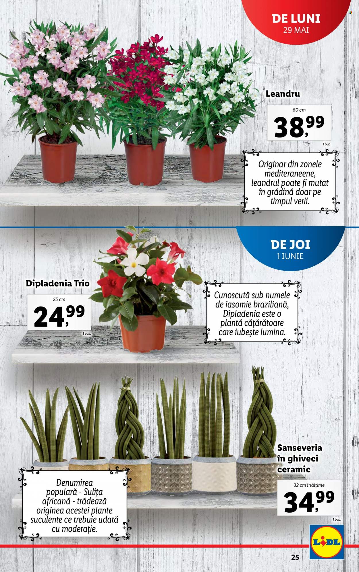 Catalog Lidl - 29.05.2023 - 04.06.2023. Pagina 25