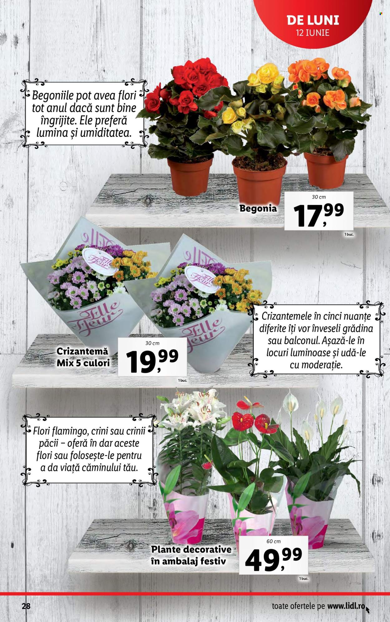 Catalog Lidl - 12.06.2023 - 18.06.2023. Pagina 28