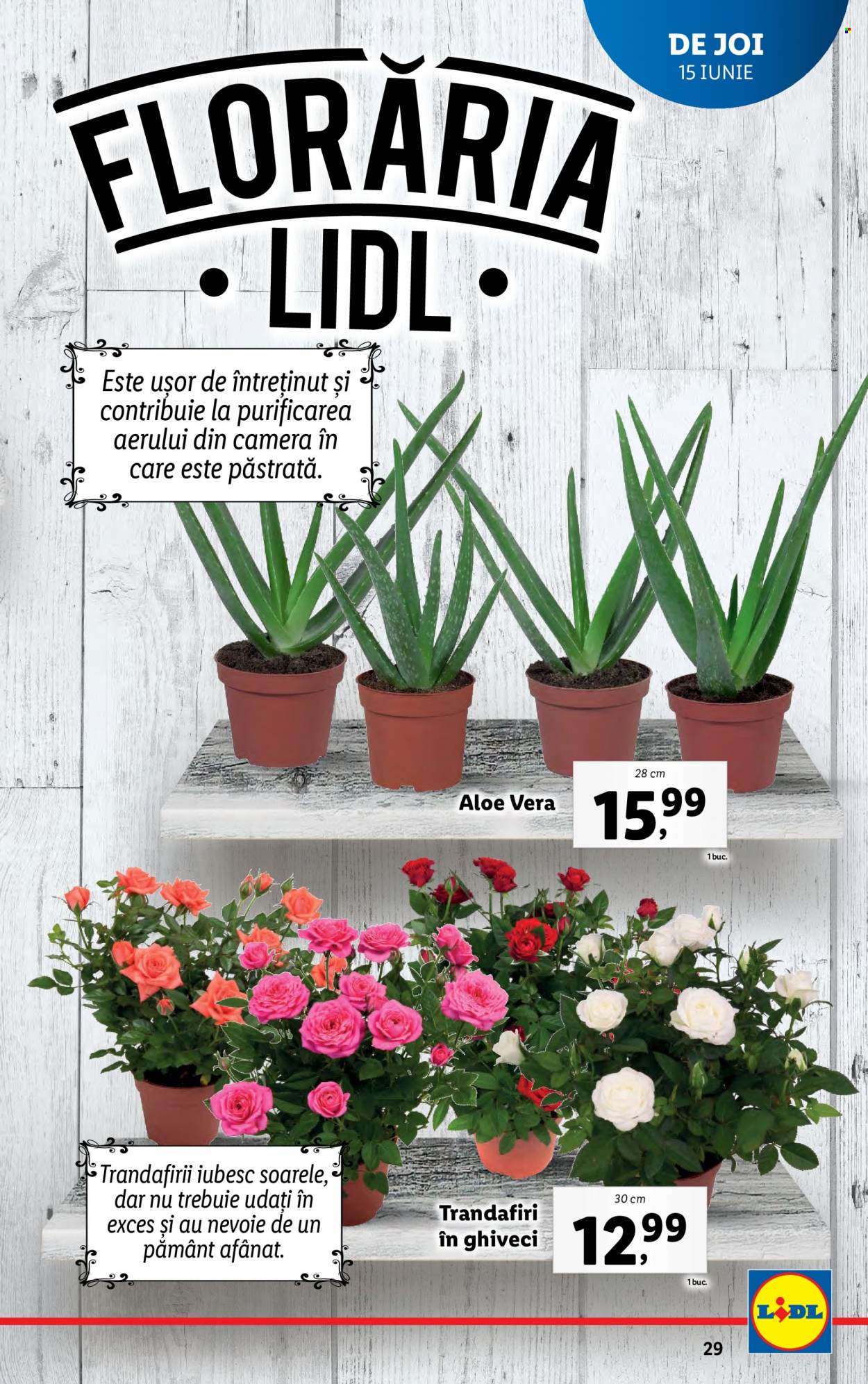Catalog Lidl - 12.06.2023 - 18.06.2023. Pagina 29