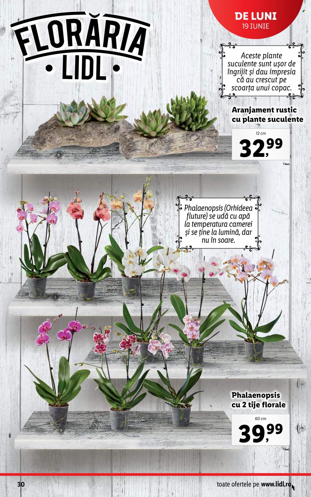 Catalog Lidl - 19.06.2023 - 25.06.2023. Pagina 30