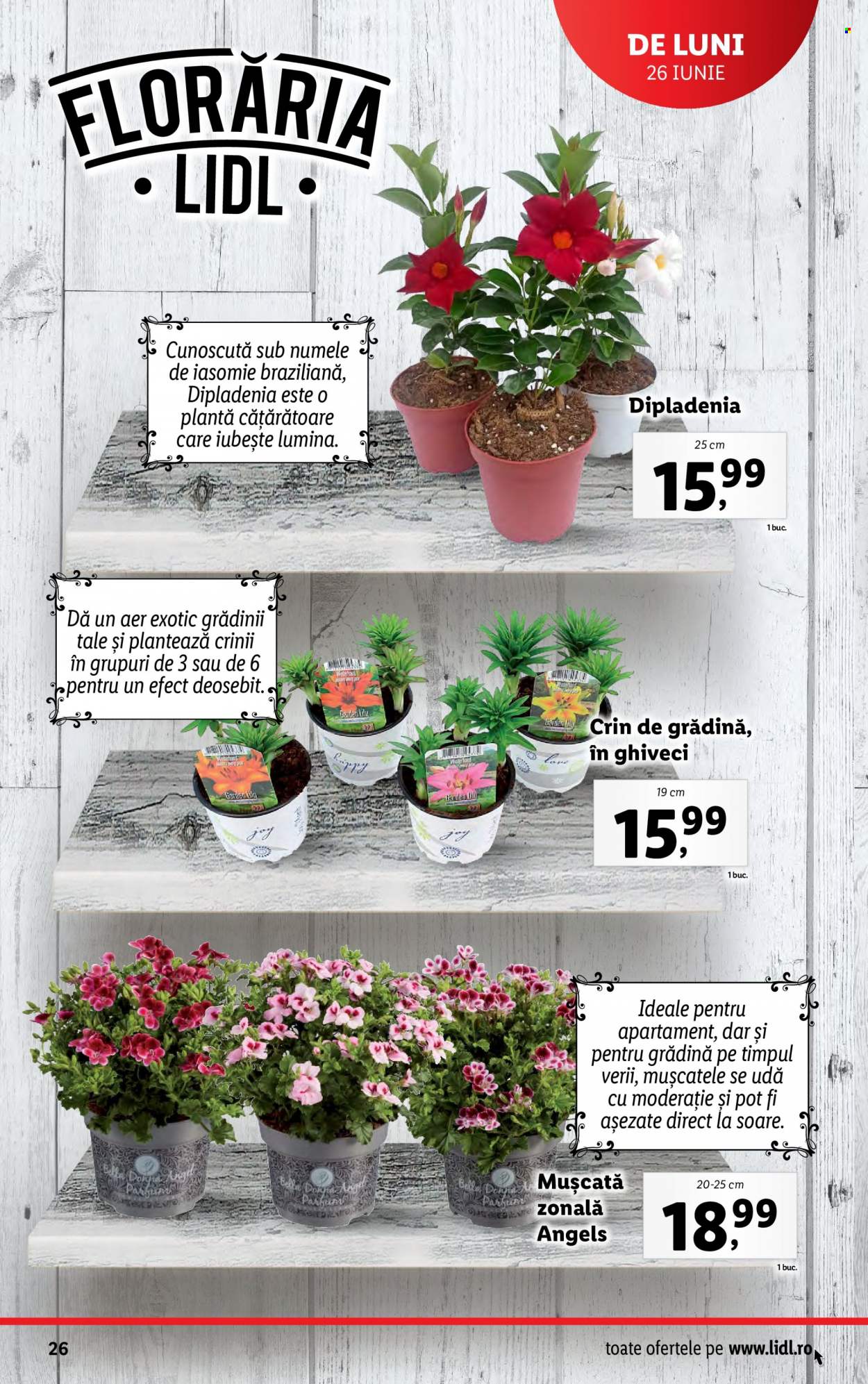 Catalog Lidl - 26.06.2023 - 02.07.2023. Pagina 26