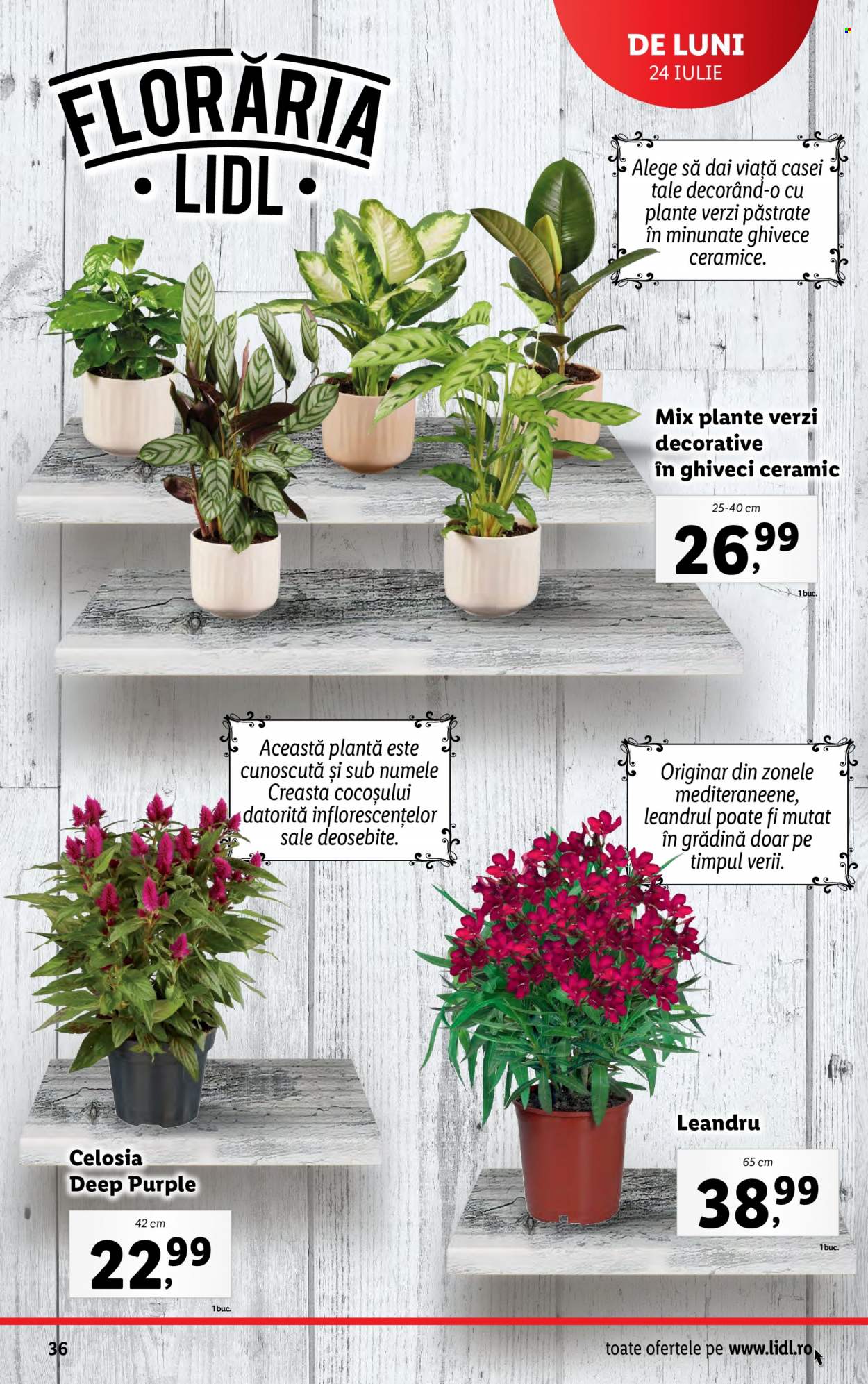 Catalog Lidl - 24.07.2023 - 30.07.2023. Pagina 36