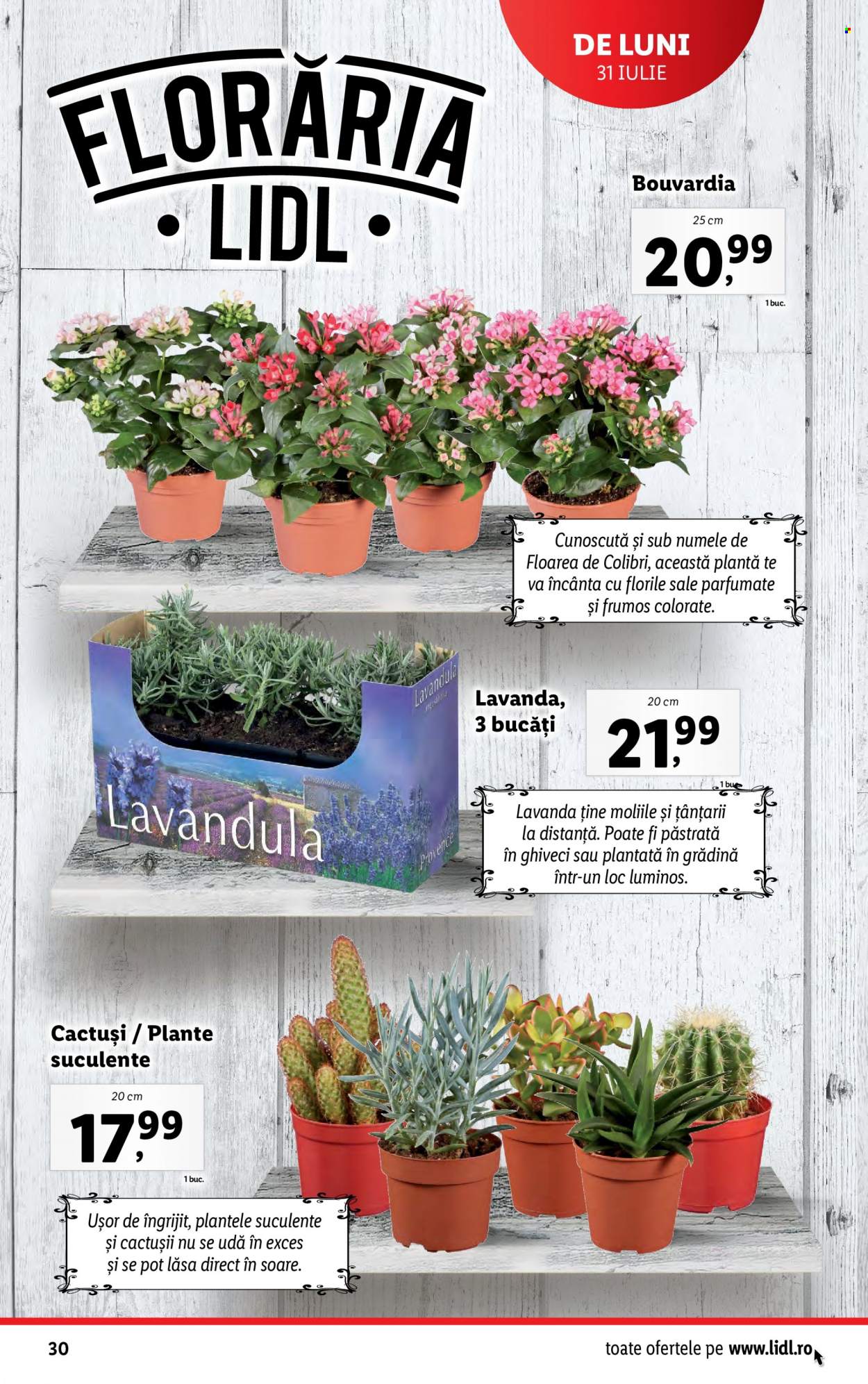 Catalog Lidl - 31.07.2023 - 06.08.2023. Pagina 30