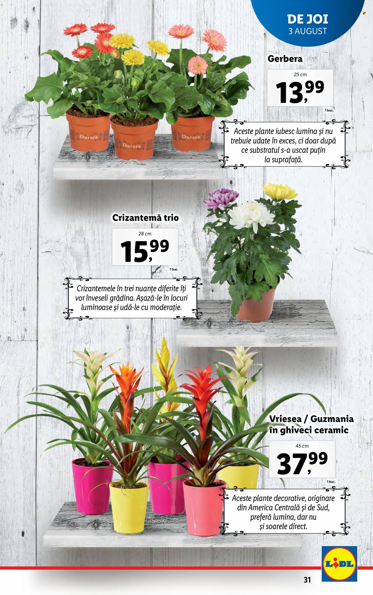 Catalog Lidl - 31.07.2023 - 06.08.2023. Pagina 31