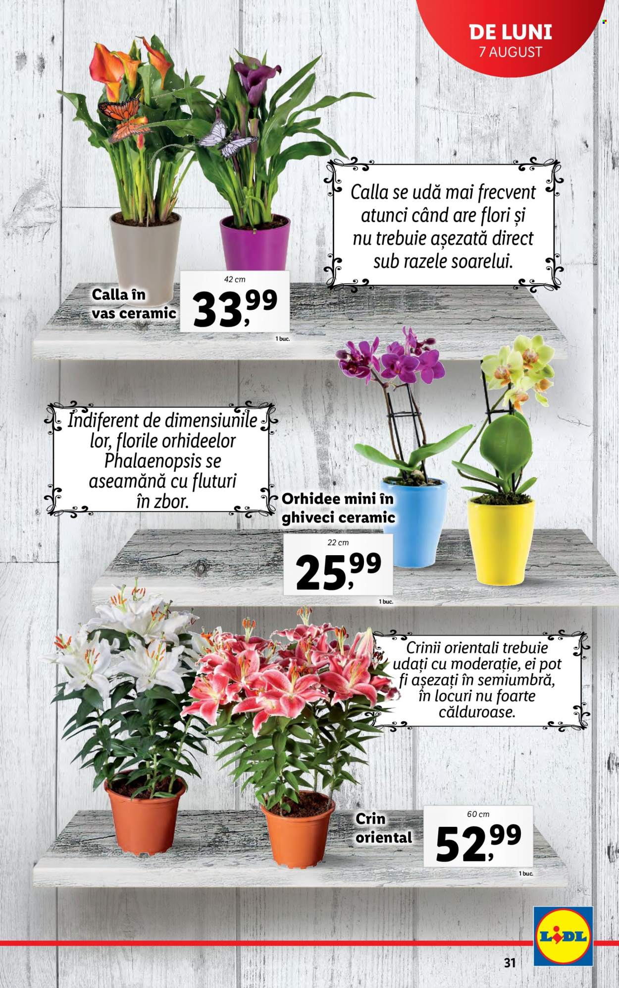 Catalog Lidl - 07.08.2023 - 13.08.2023. Pagina 31