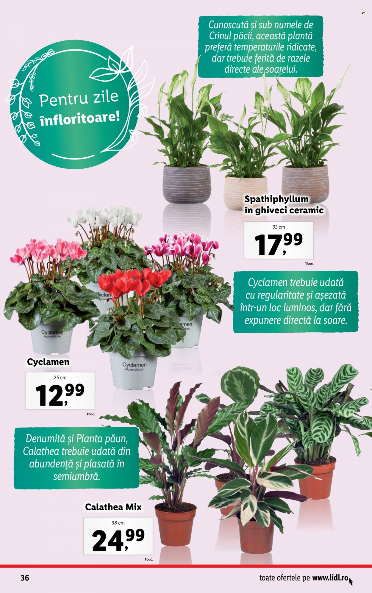 Catalog Lidl - 04.09.2023 - 10.09.2023. Pagina 36