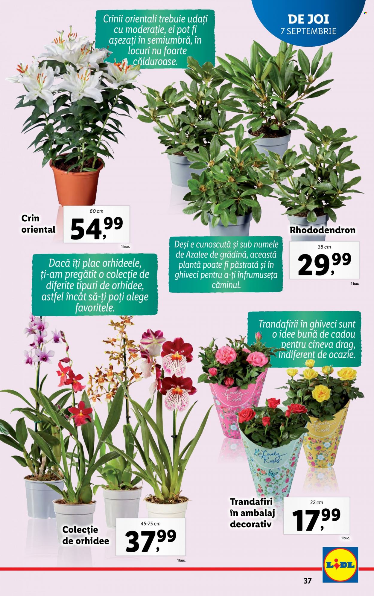 Catalog Lidl - 04.09.2023 - 10.09.2023. Pagina 37