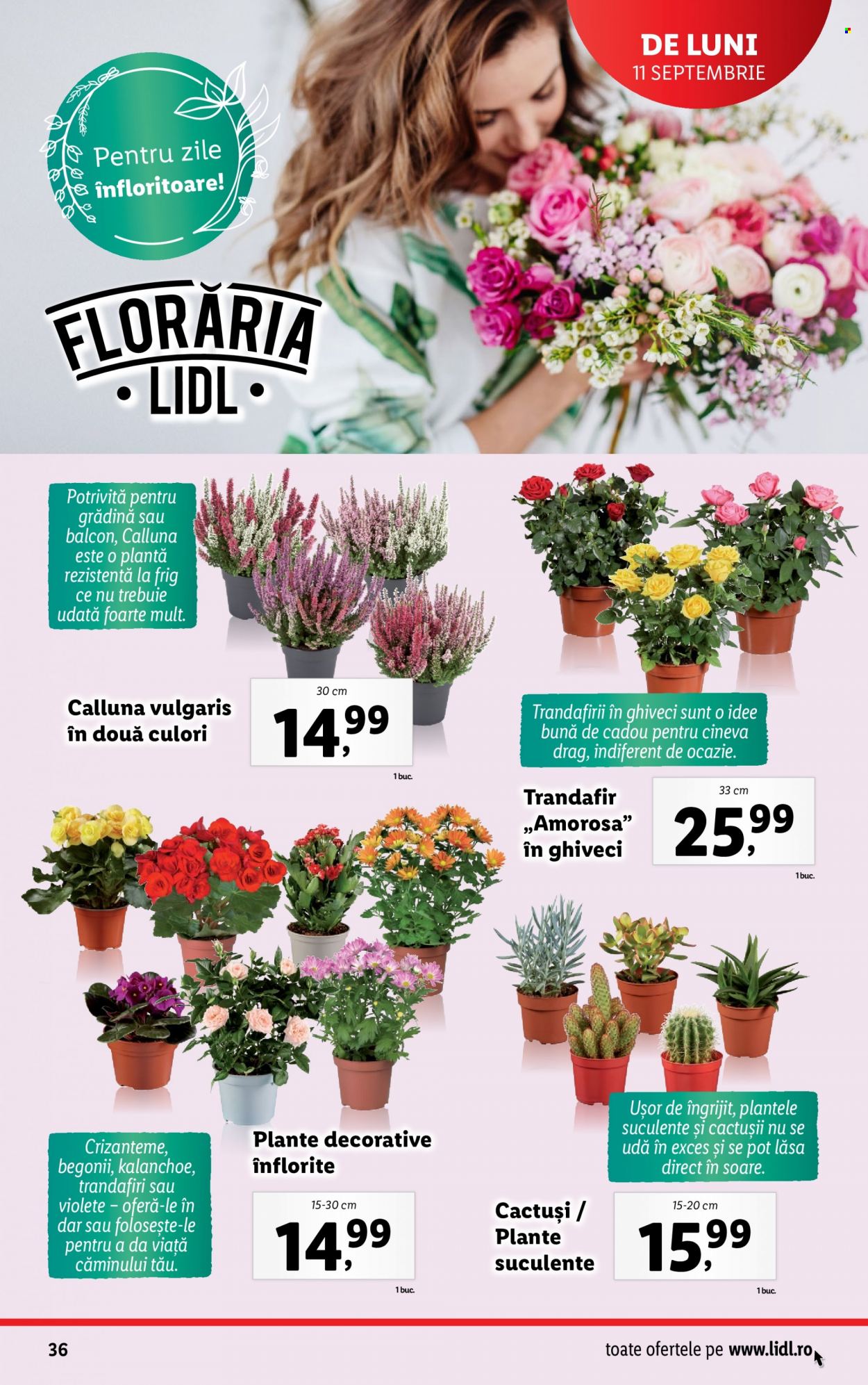 Catalog Lidl - 11.09.2023 - 17.09.2023. Pagina 36