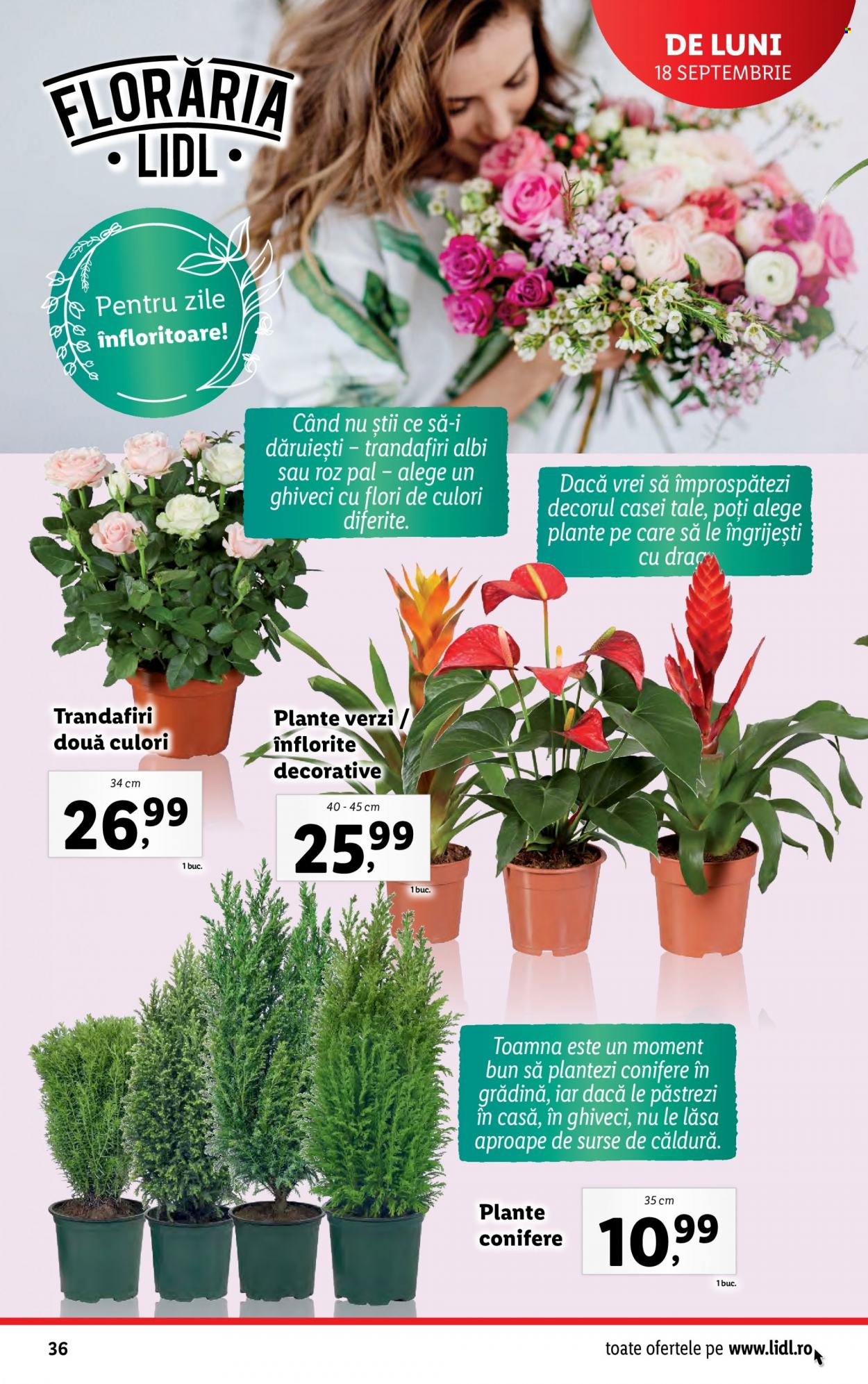 Catalog Lidl - 18.09.2023 - 24.09.2023. Pagina 36
