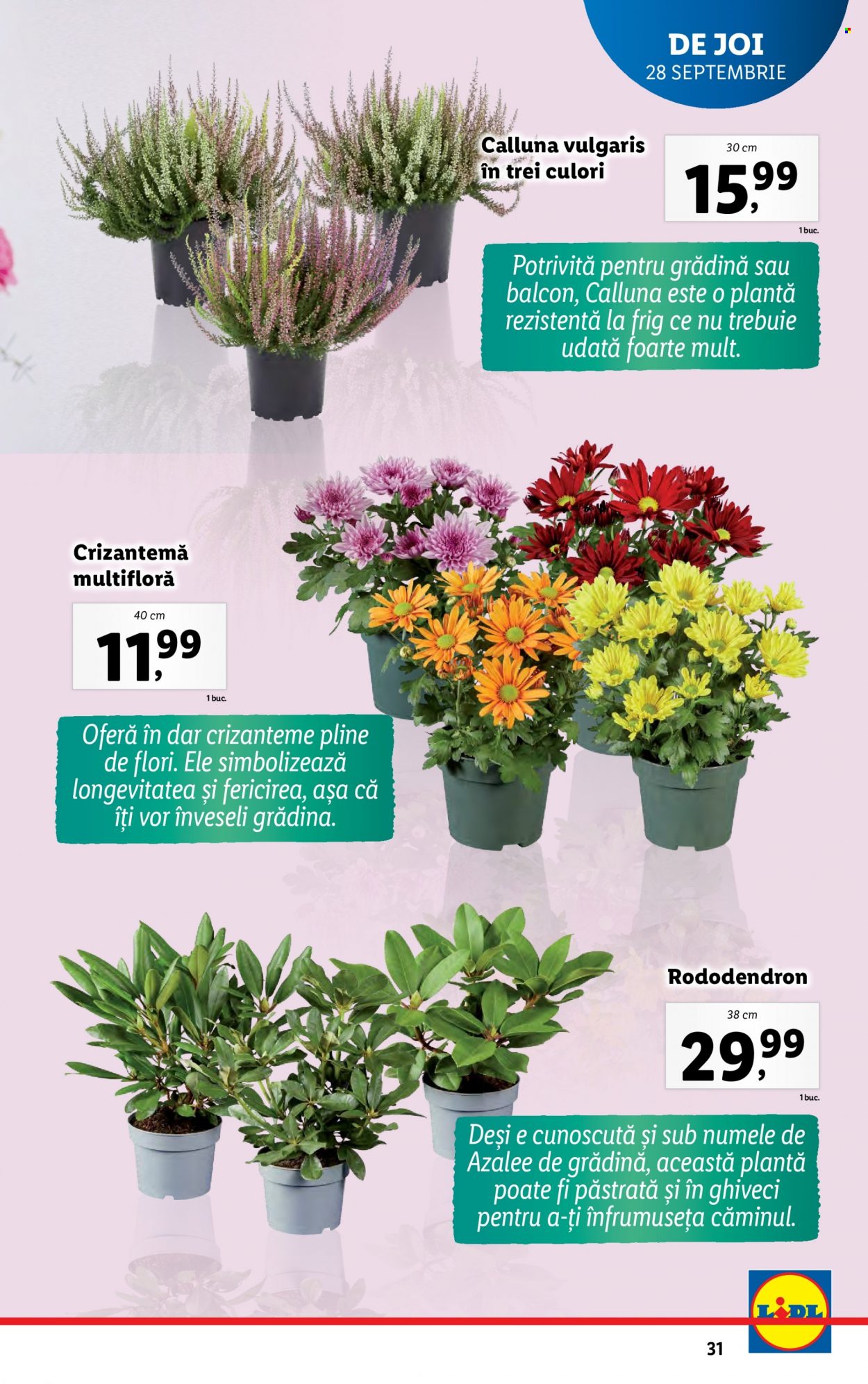 Catalog Lidl - 25.09.2023 - 01.10.2023. Pagina 31