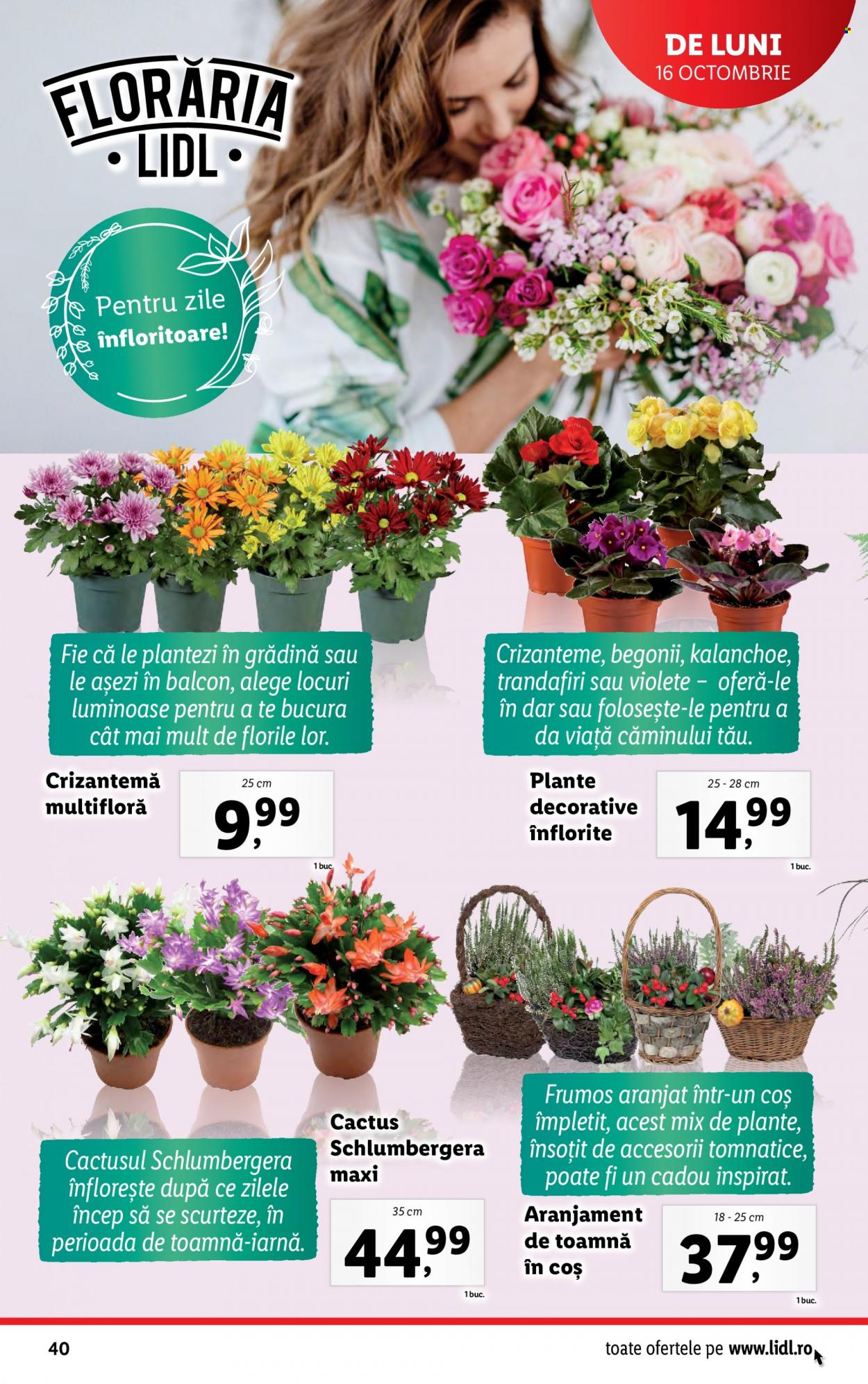 Catalog Lidl - 16.10.2023 - 22.10.2023. Pagina 40