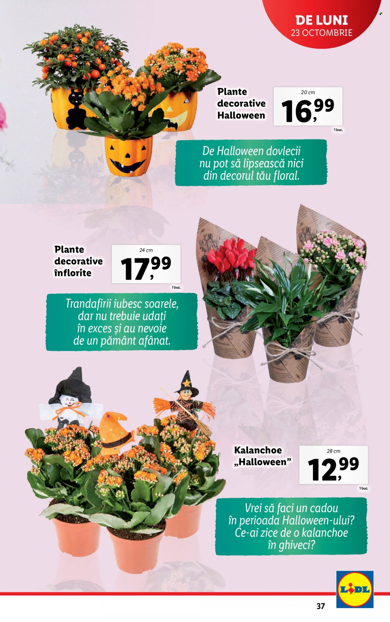Catalog Lidl - 23.10.2023 - 29.10.2023. Pagina 37