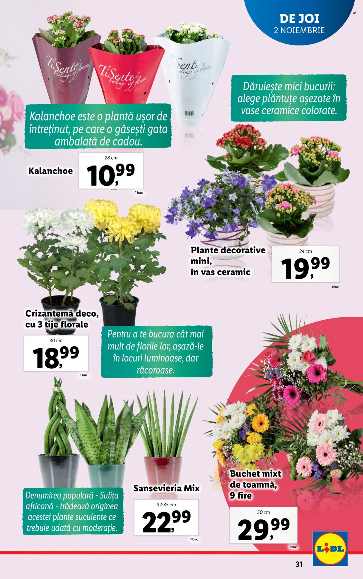 Catalog Lidl - 30.10.2023 - 05.11.2023. Pagina 31