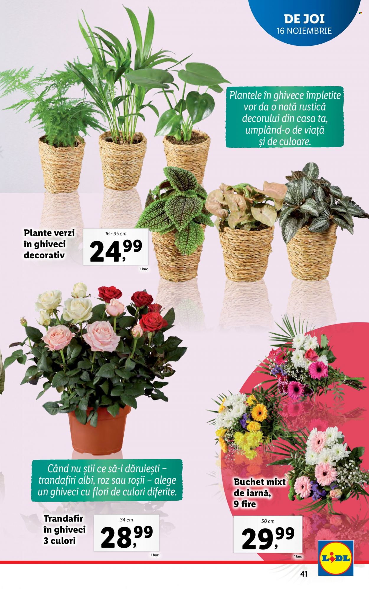Catalog Lidl - 13.11.2023 - 19.11.2023. Pagina 41