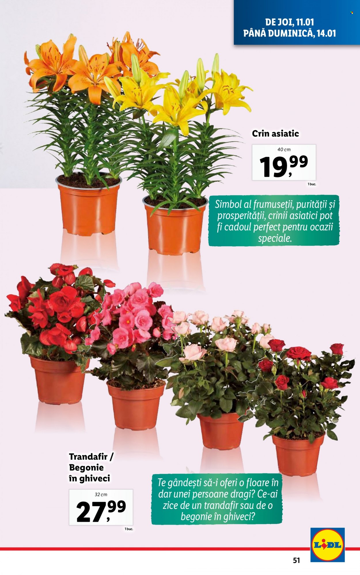 Catalog Lidl - 08.01.2024 - 14.01.2024. Pagina 49