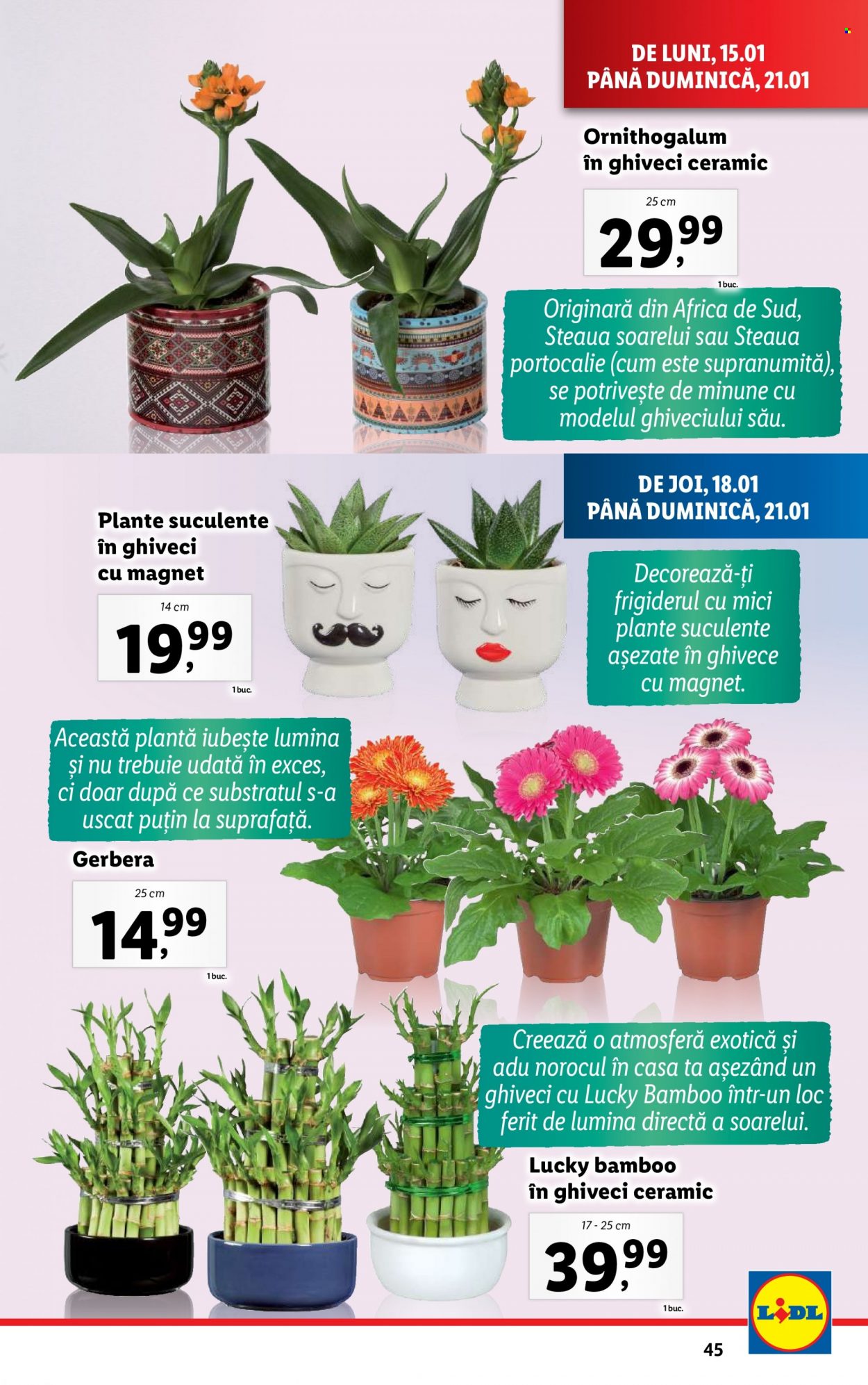 Catalog Lidl - 15.01.2024 - 21.01.2024. Pagina 45