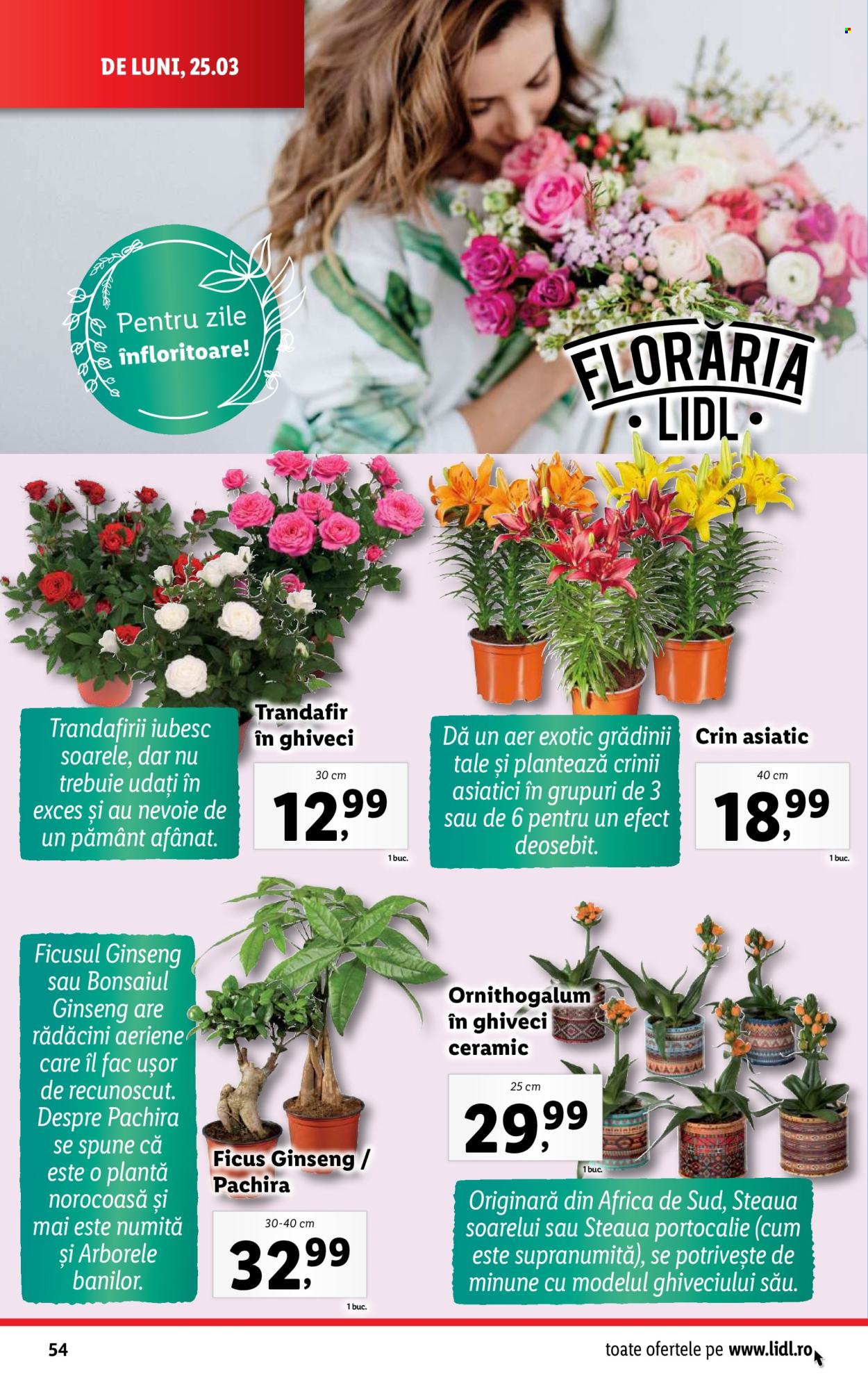 Catalog Lidl - 25.03.2024 - 31.03.2024. Pagina 54