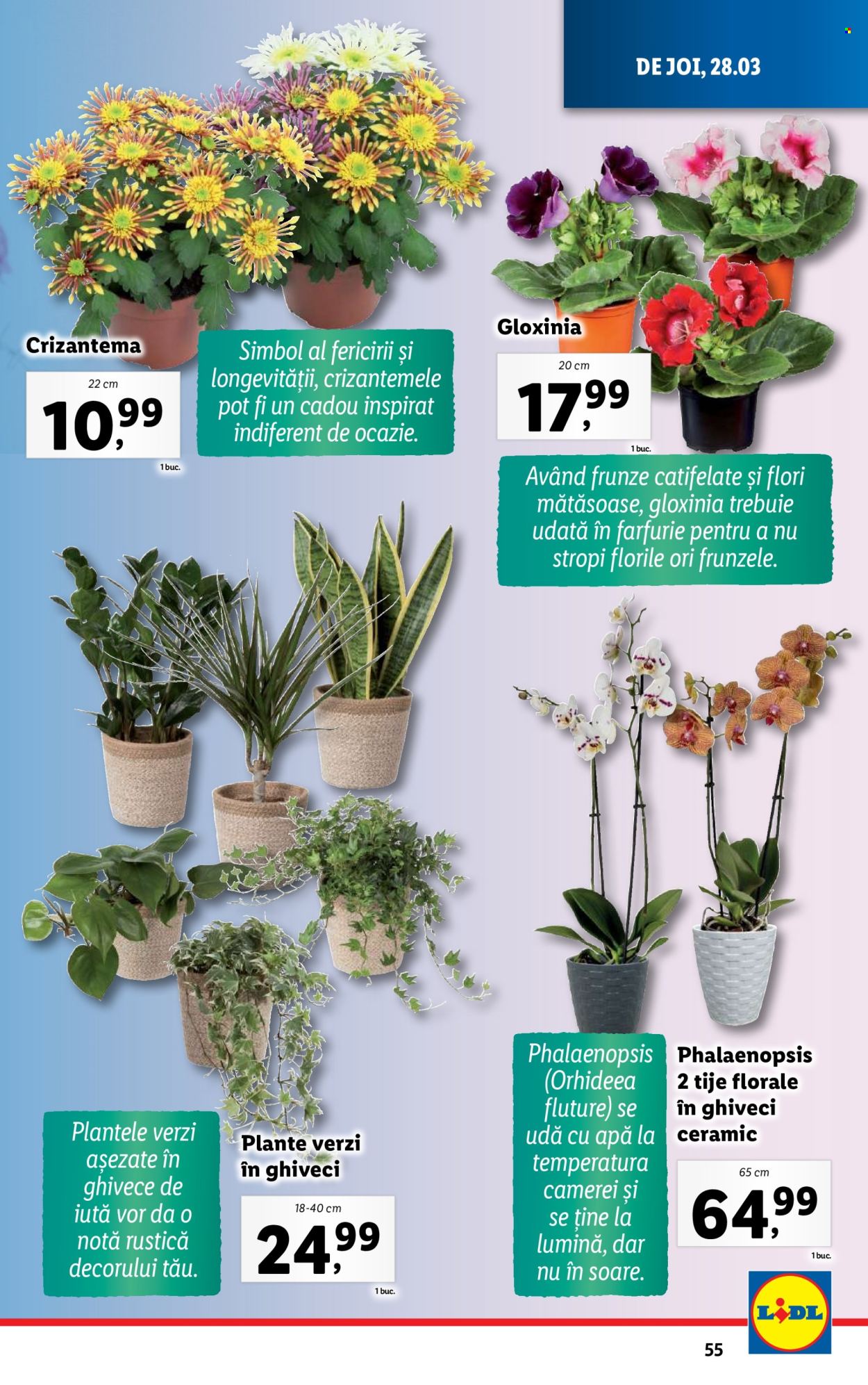 Catalog Lidl - 25.03.2024 - 31.03.2024. Pagina 55