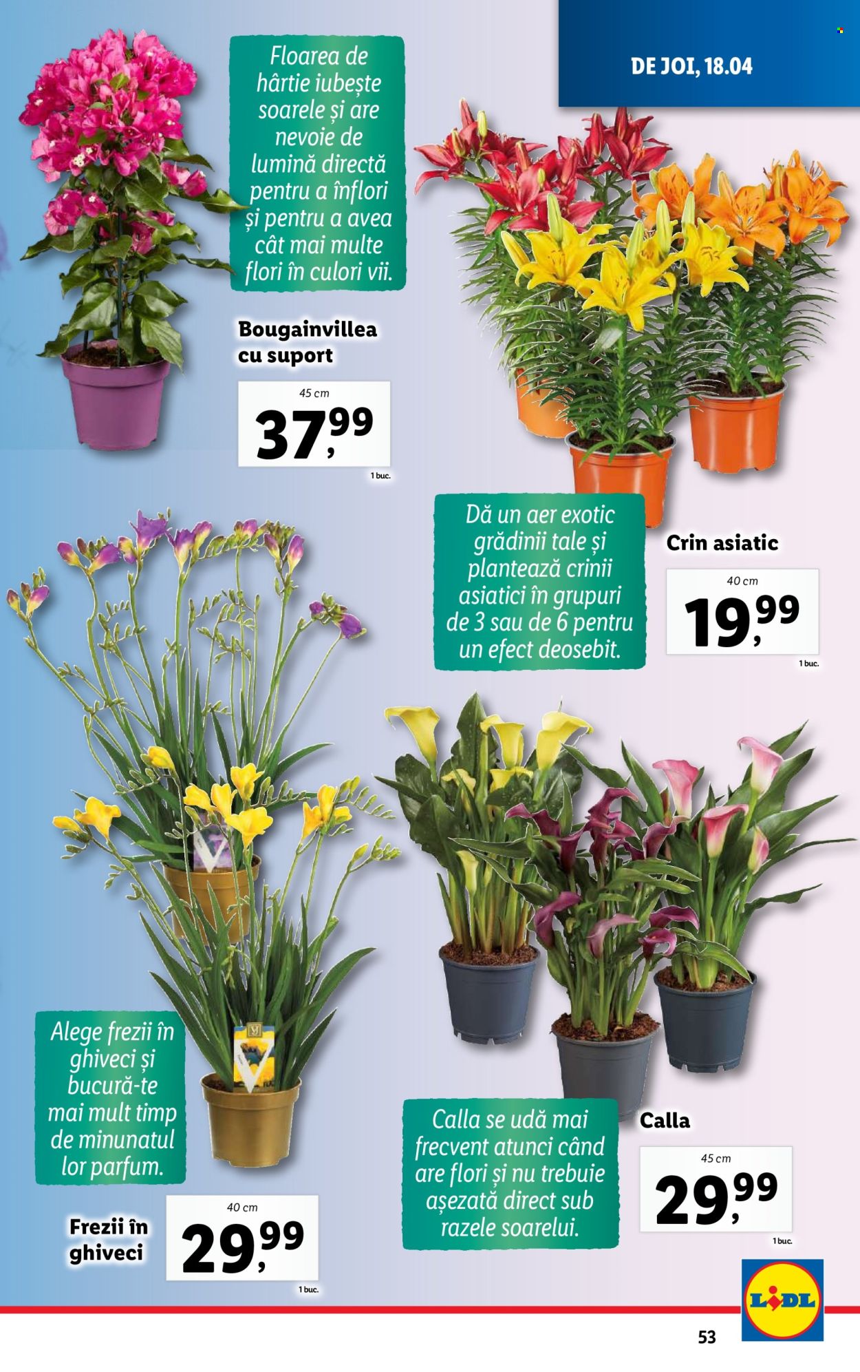Catalog Lidl - 15.04.2024 - 21.04.2024. Pagina 53