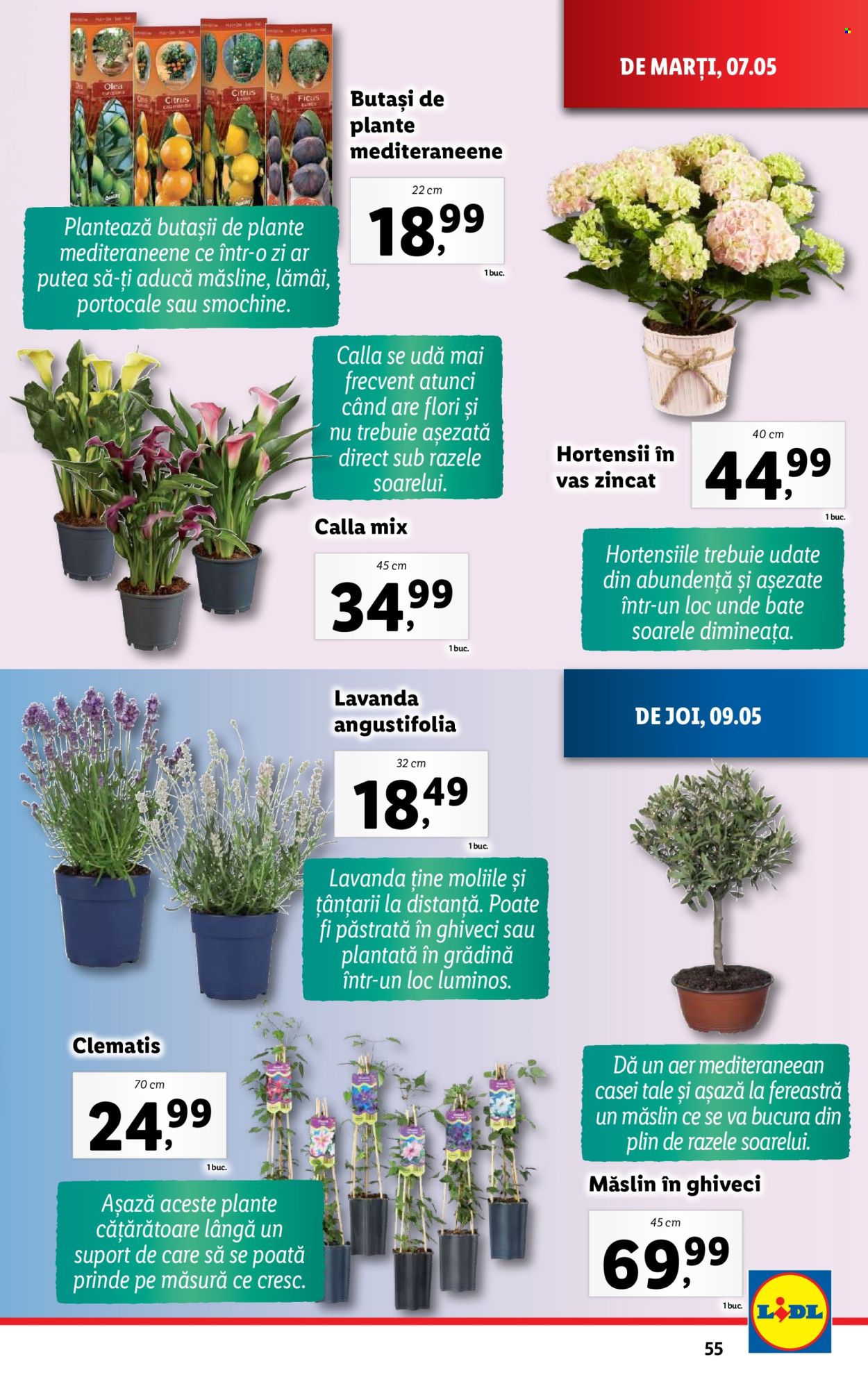 Catalog Lidl - 07.05.2024 - 12.05.2024. Pagina 55