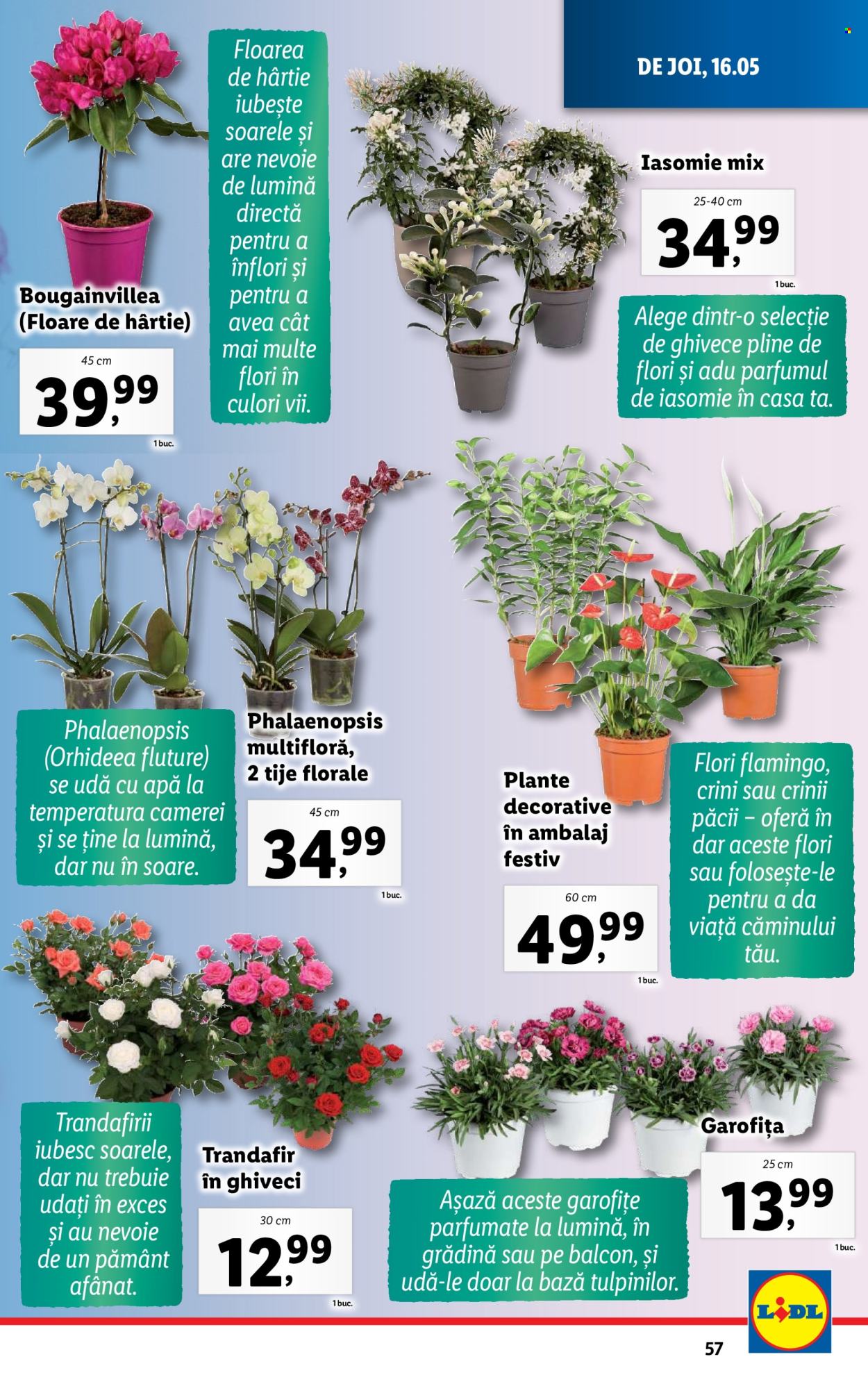 Catalog Lidl - 13.05.2024 - 19.05.2024. Pagina 57