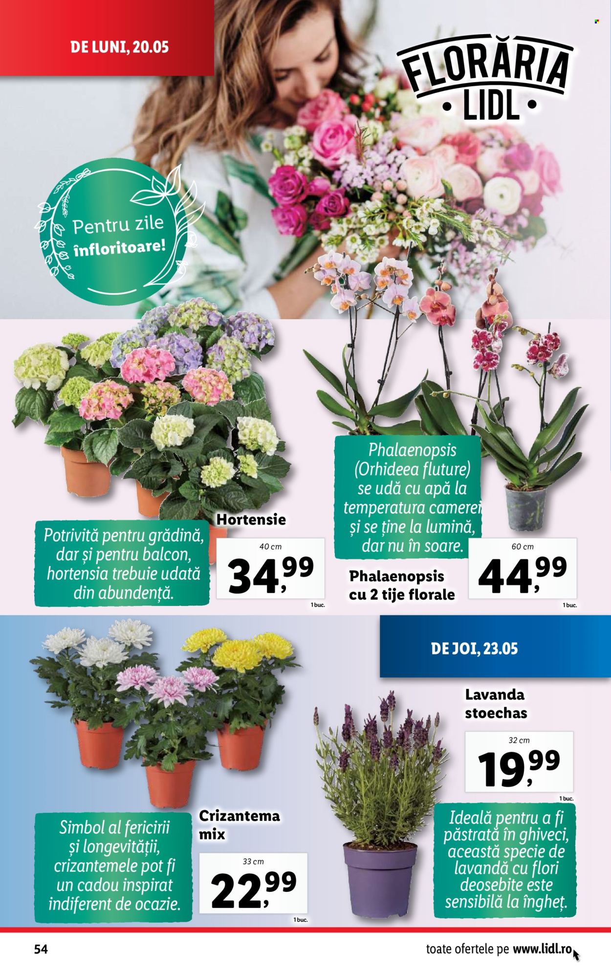 Catalog Lidl - 20.05.2024 - 26.05.2024. Pagina 54