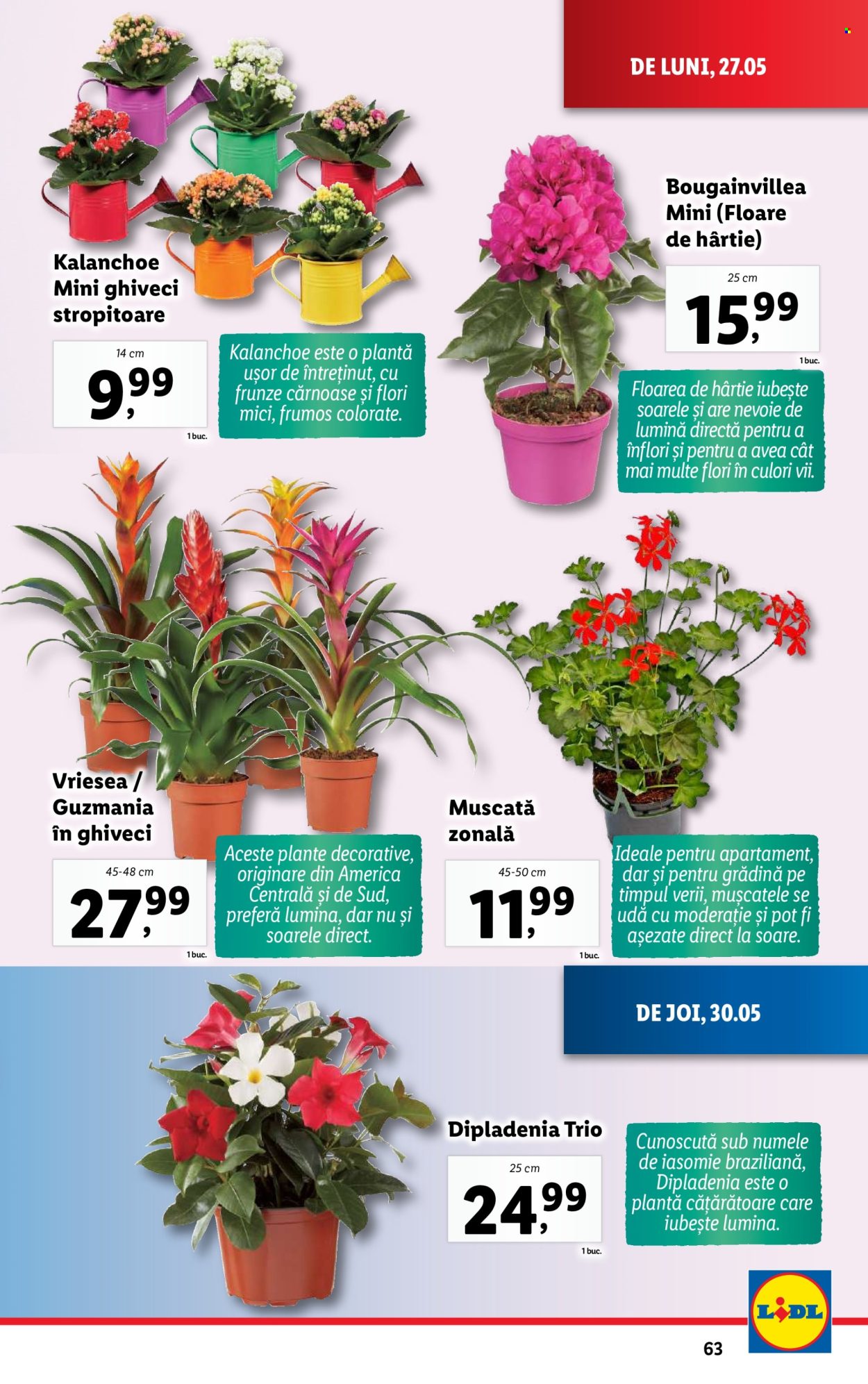 Catalog Lidl - 27.05.2024 - 02.06.2024. Pagina 63
