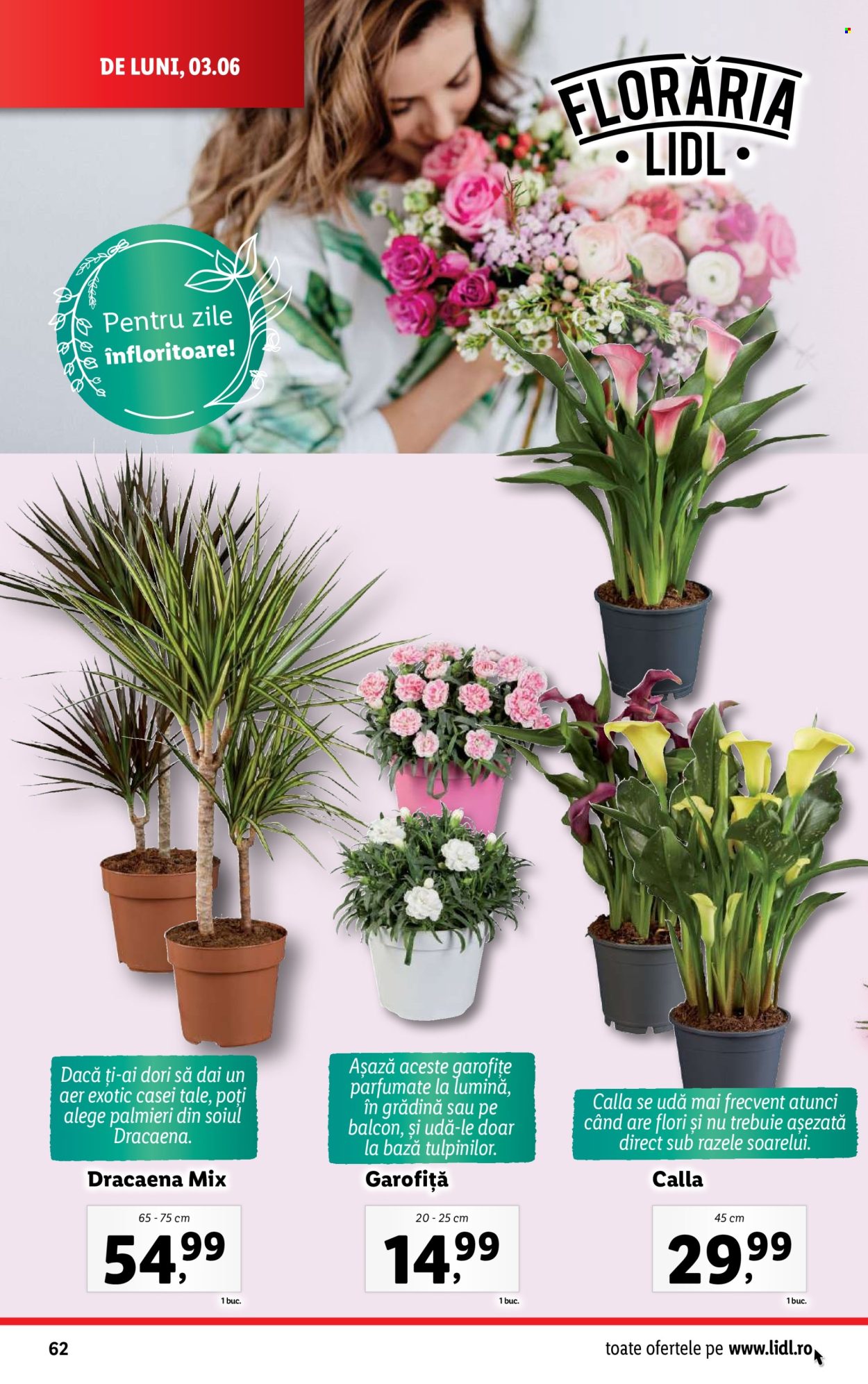 Catalog Lidl - 03.06.2024 - 09.06.2024. Pagina 62