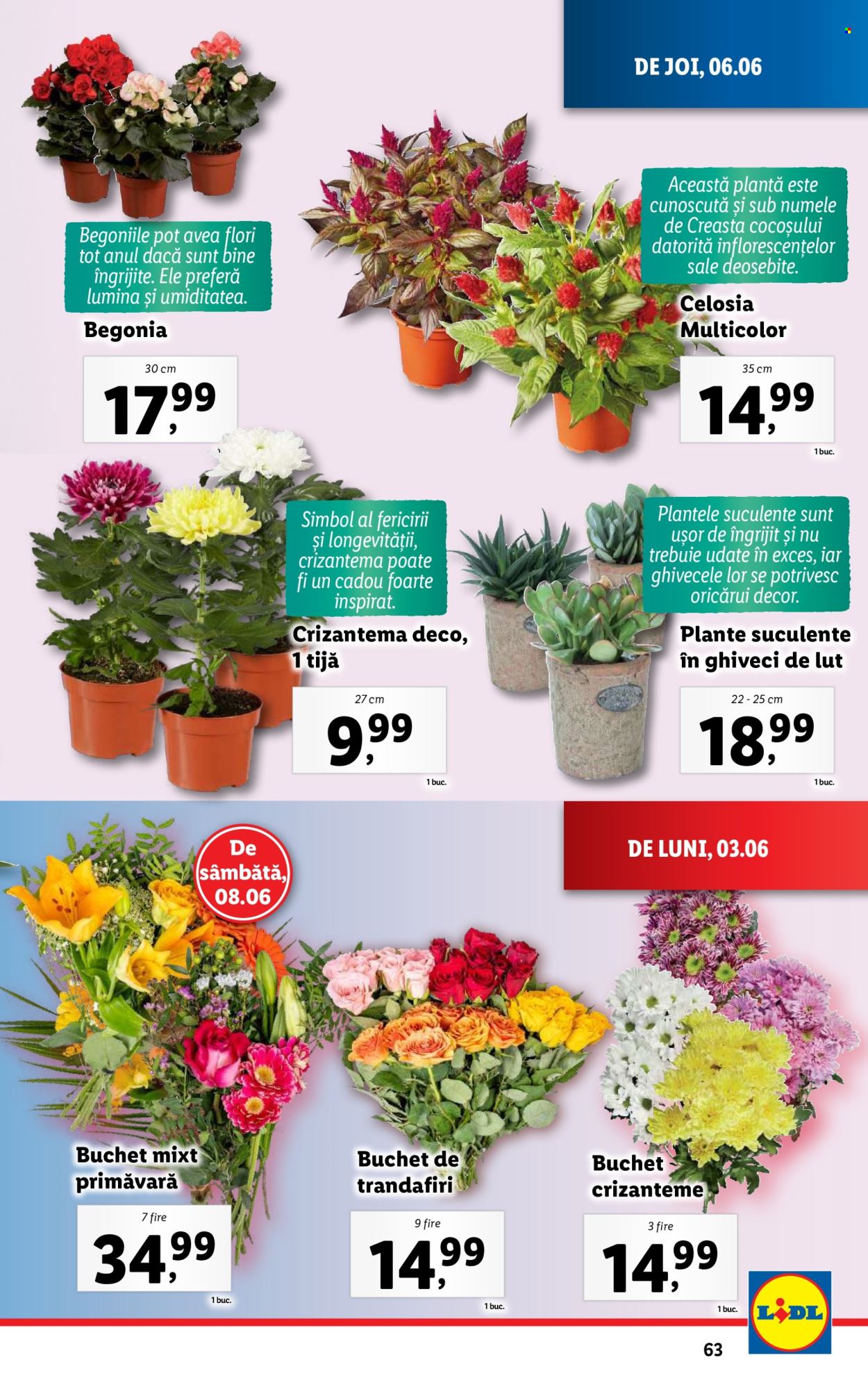 Catalog Lidl - 03.06.2024 - 09.06.2024. Pagina 63