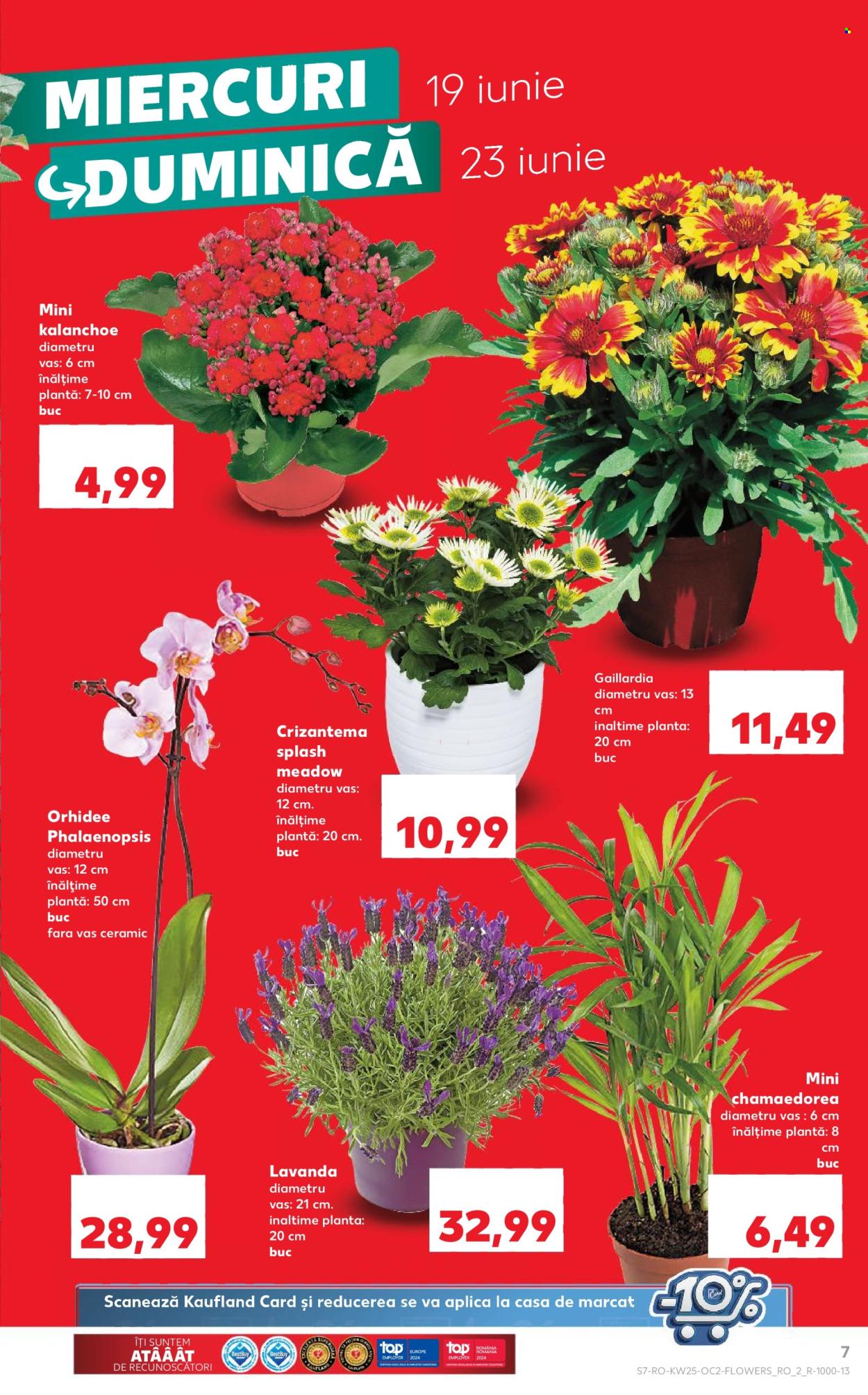 Catalog Kaufland - 19.06.2024 - 25.06.2024. Pagina 7