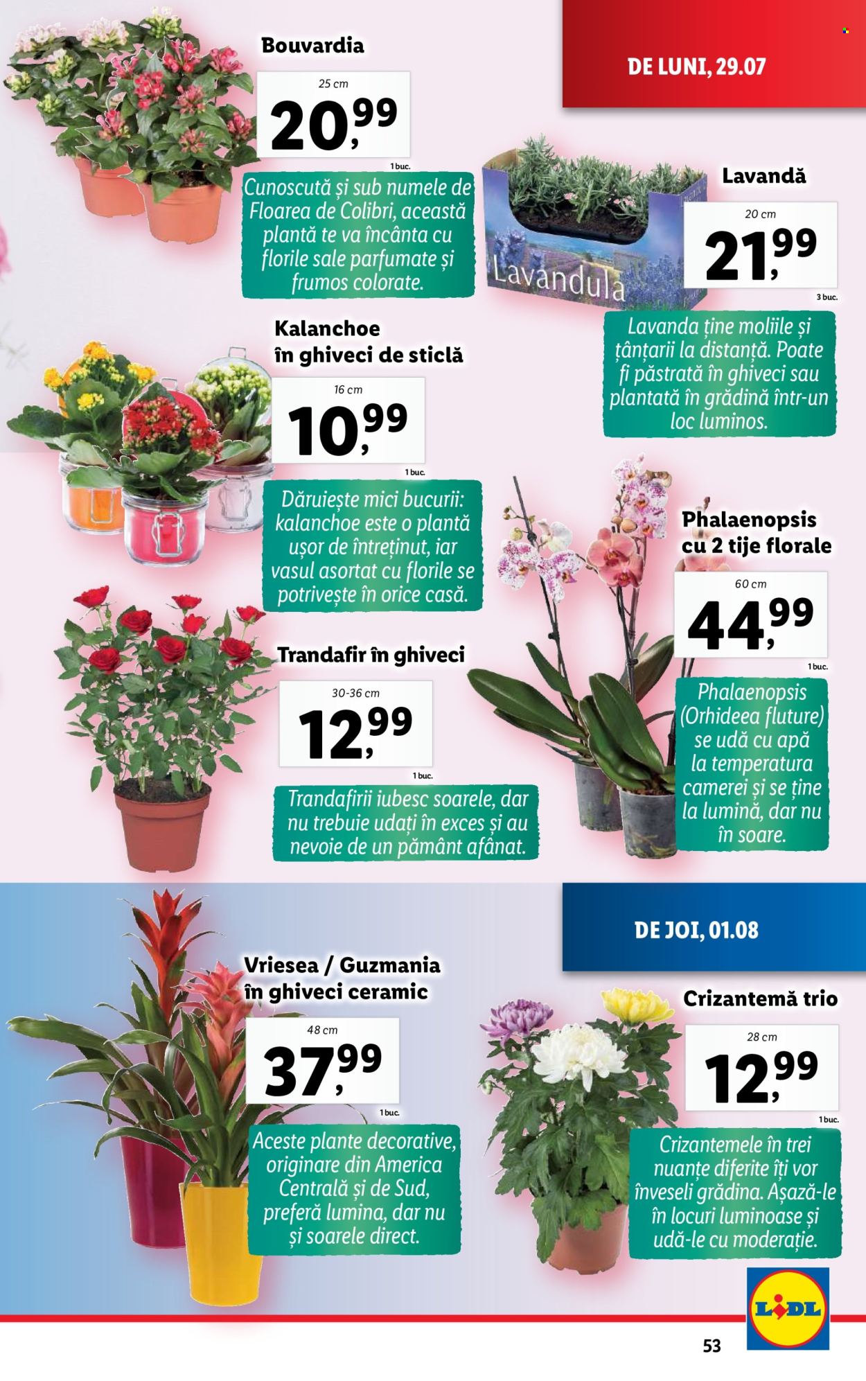 Catalog Lidl - 29.07.2024 - 04.08.2024. Pagina 53