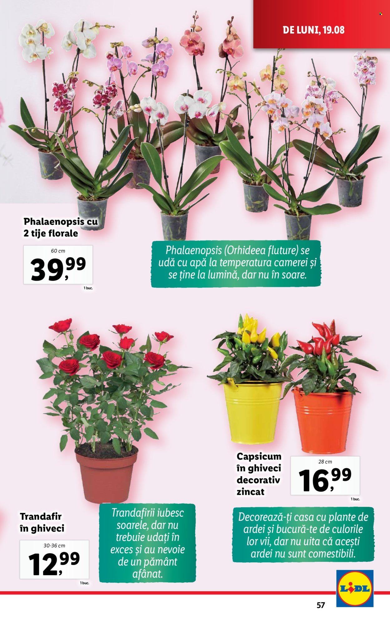 Catalog Lidl - 19.08.2024 - 25.08.2024. Pagina 57