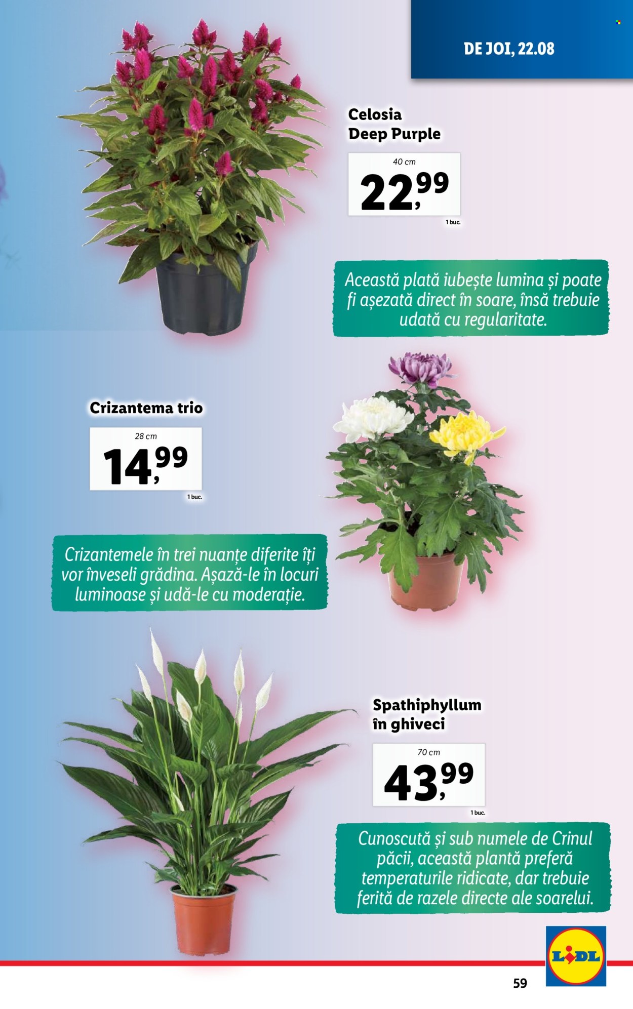 Catalog Lidl - 19.08.2024 - 25.08.2024. Pagina 59