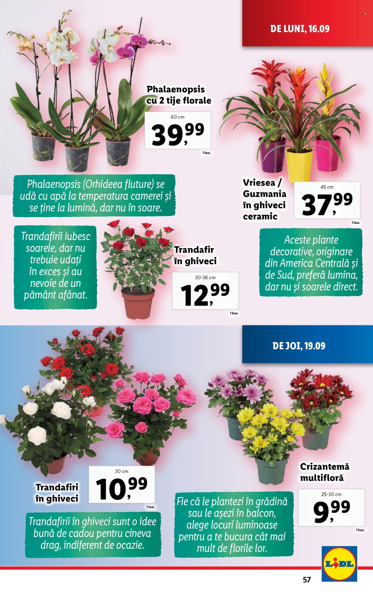 Catalog Lidl - 16.09.2024 - 22.09.2024. Pagina 57