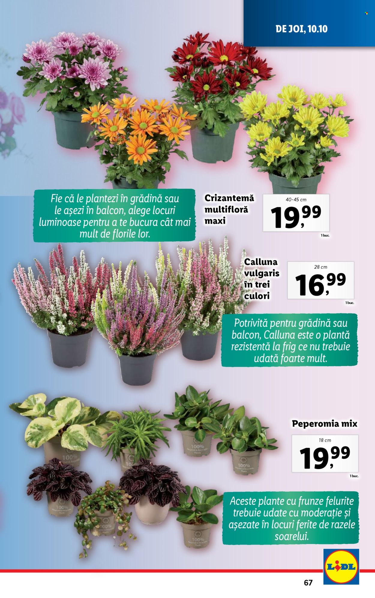 Catalog Lidl - 07.10.2024 - 13.10.2024. Pagina 67