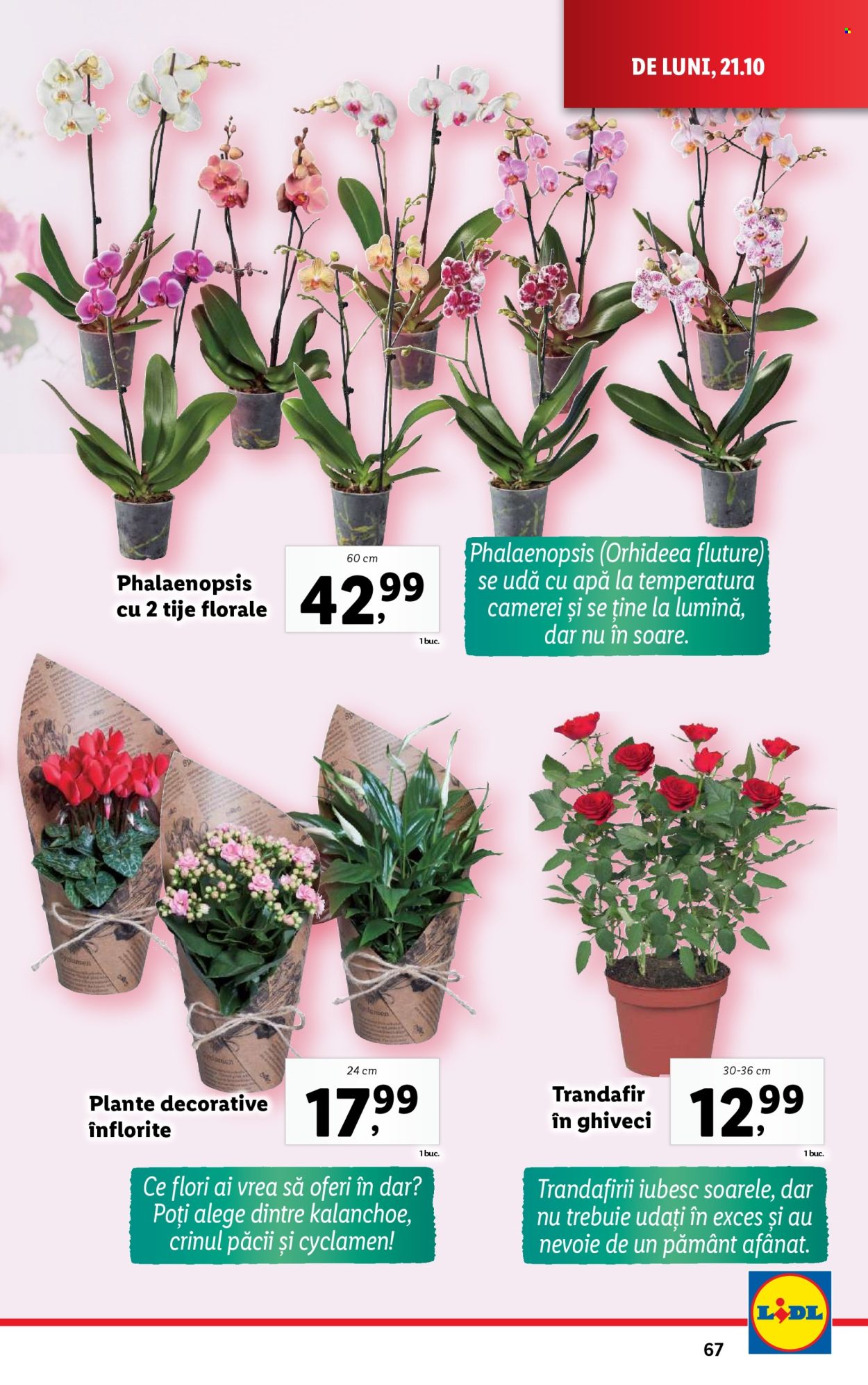 Catalog Lidl - 21.10.2024 - 27.10.2024. Pagina 67