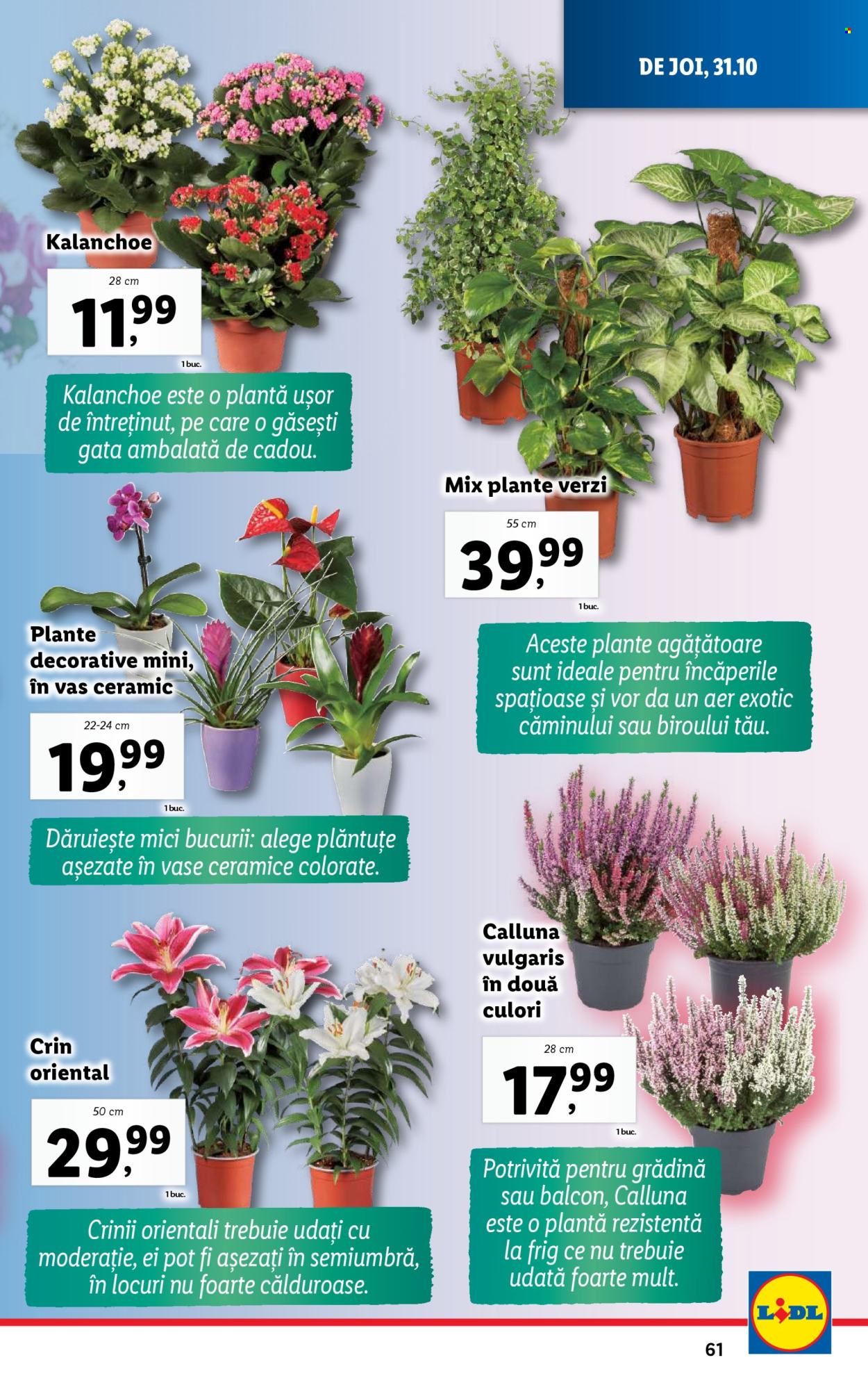 Catalog Lidl - 28.10.2024 - 03.11.2024. Pagina 61