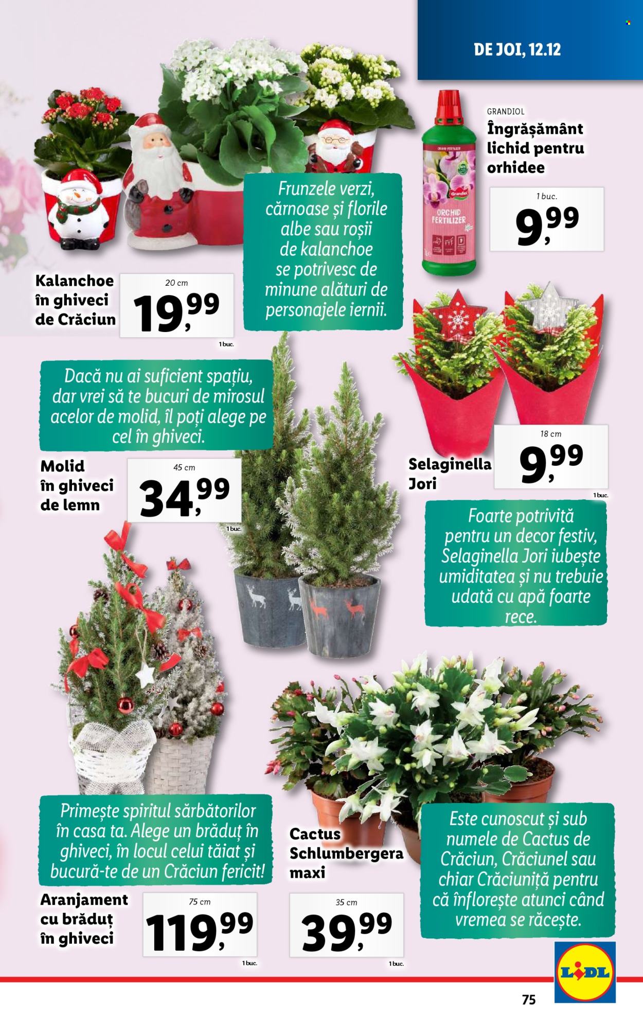 Catalog Lidl - 09.12.2024 - 15.12.2024. Pagina 75